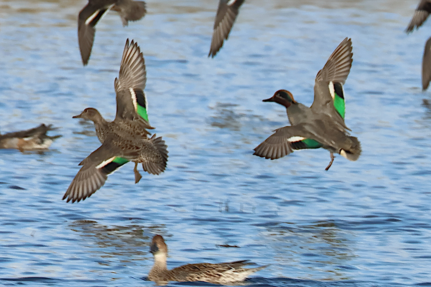 sarcelle_d-hiver_-_anas_crecca12bd