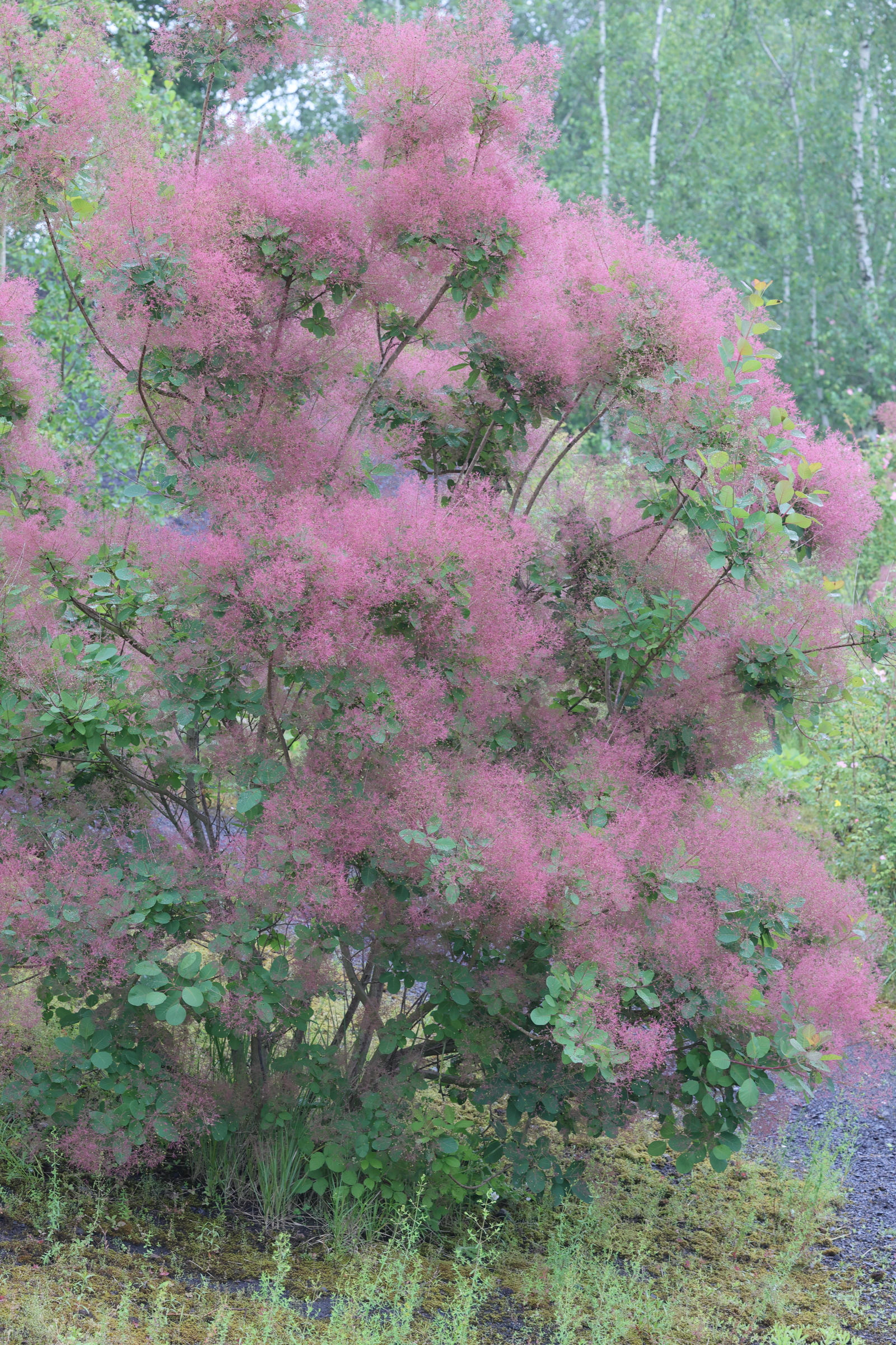 Afficher le média cotinus_coggygria10md cotinus_coggygria10md