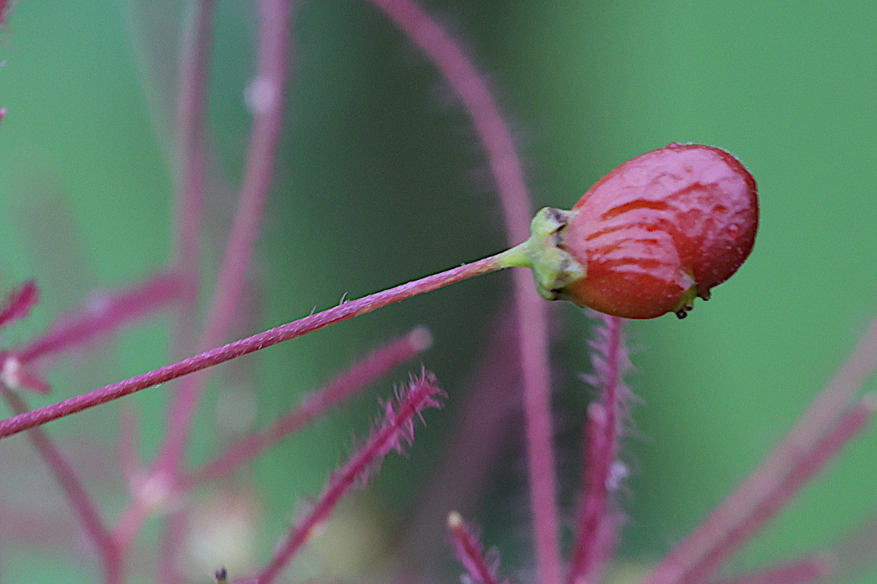 Afficher le média cotinus_coggygria11md cotinus_coggygria11md