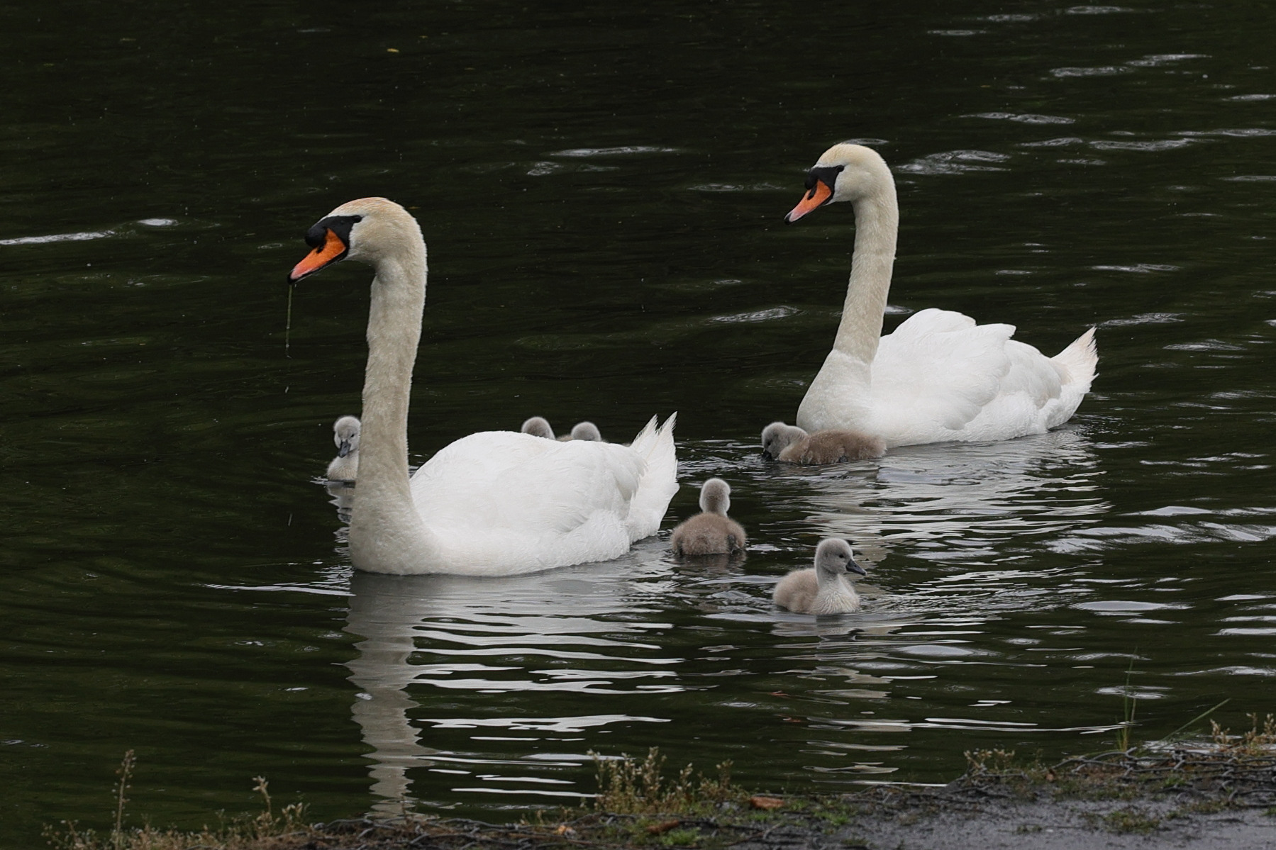 cygne_tubercule_-_cygnus_olor16md