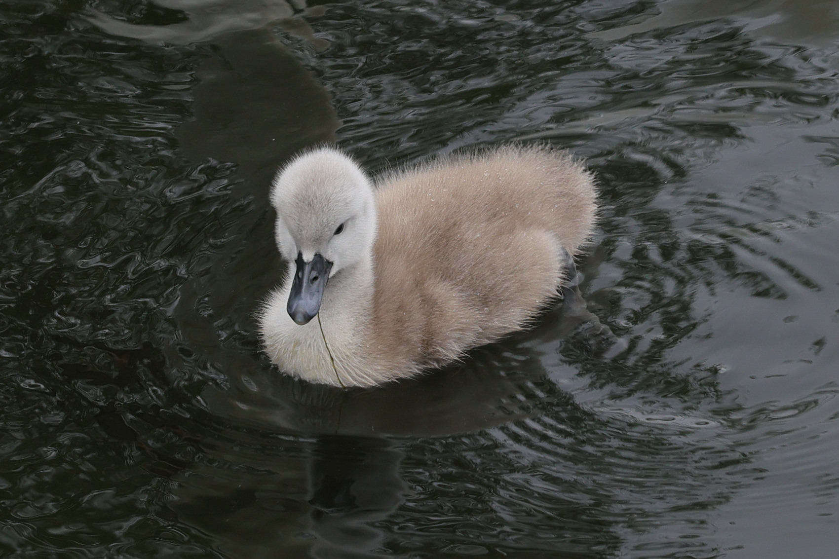 cygne_tubercule_-_cygnus_olor17md