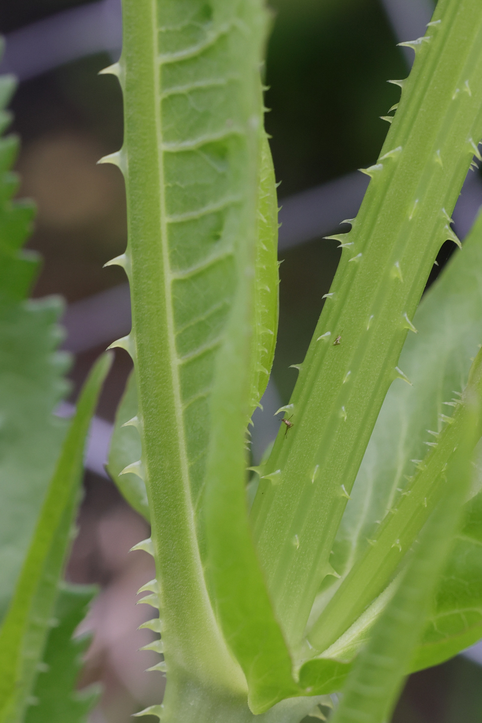 dipsacus_fullonum10md