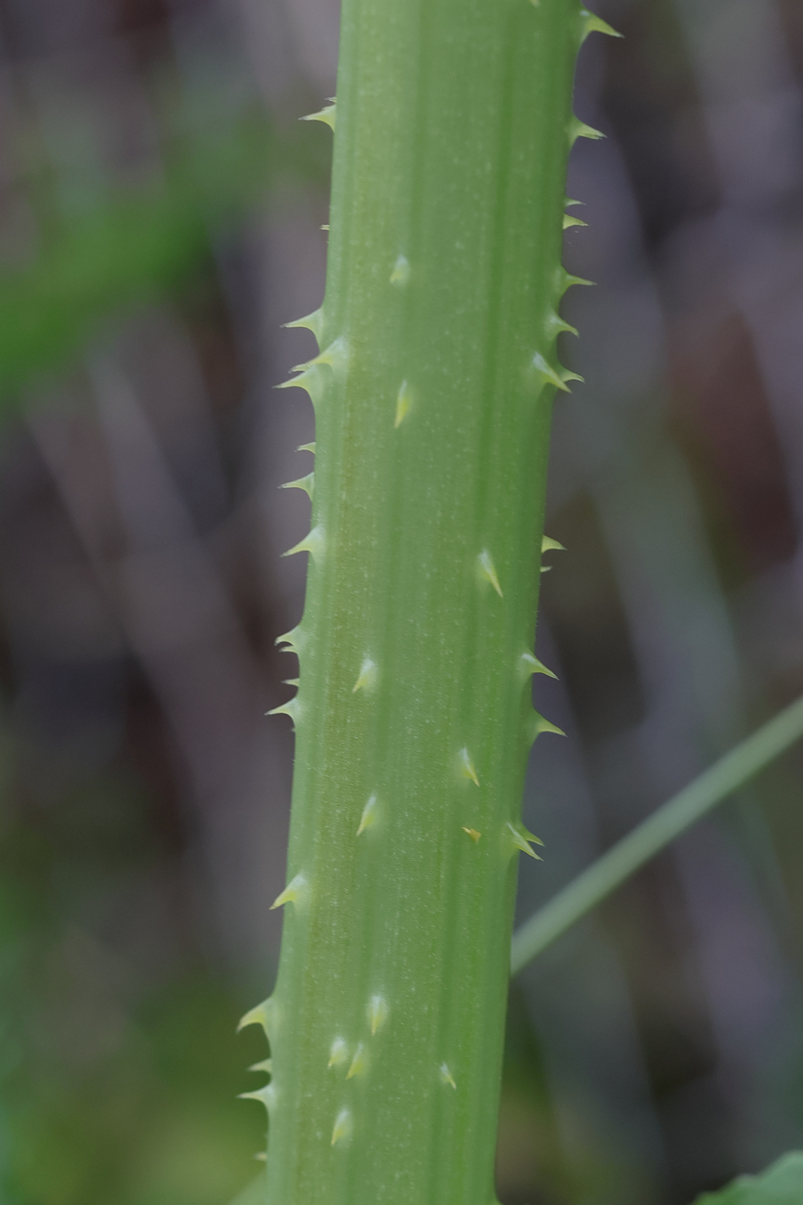 dipsacus_fullonum7md