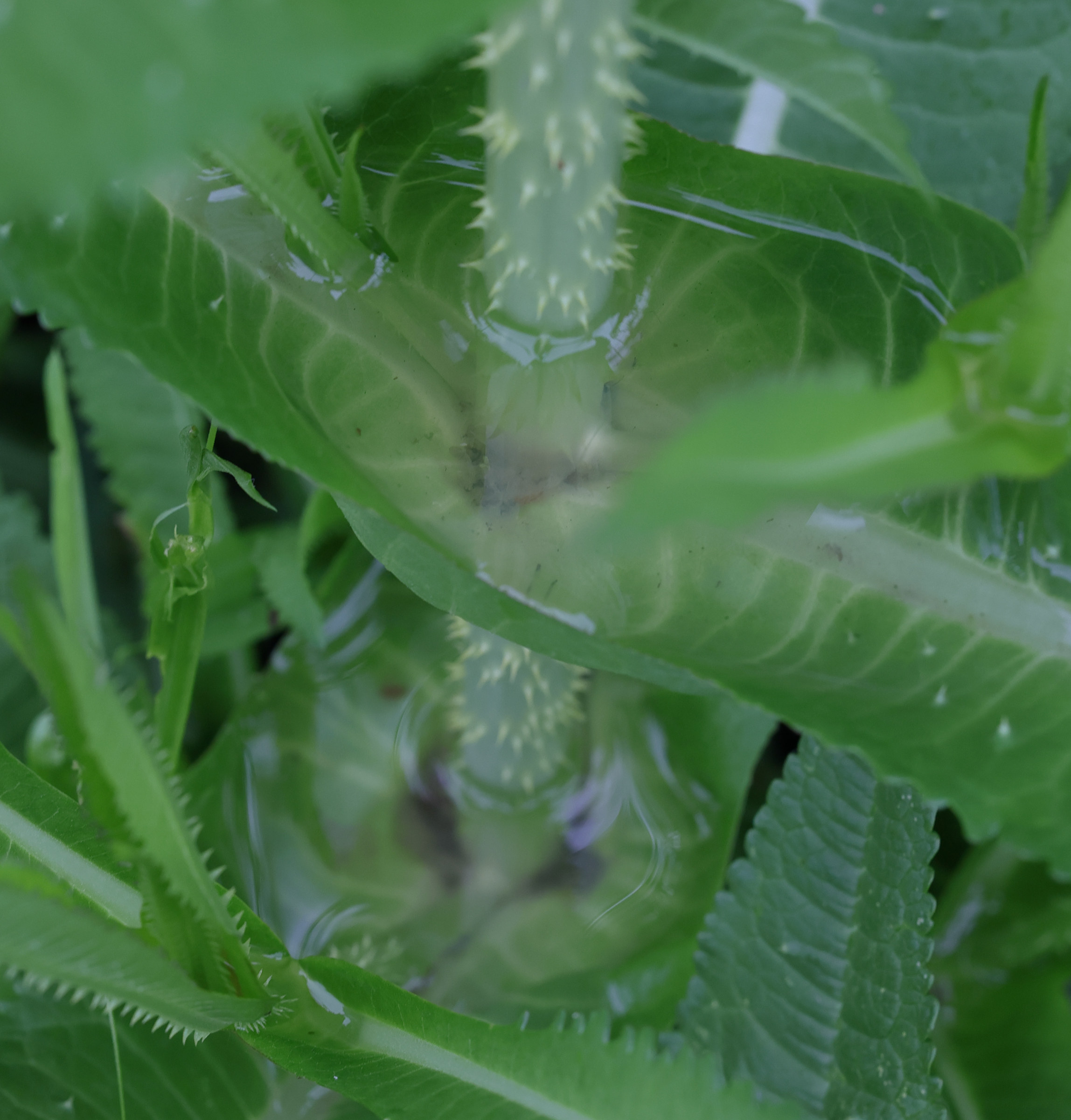 dipsacus_fullonum8md