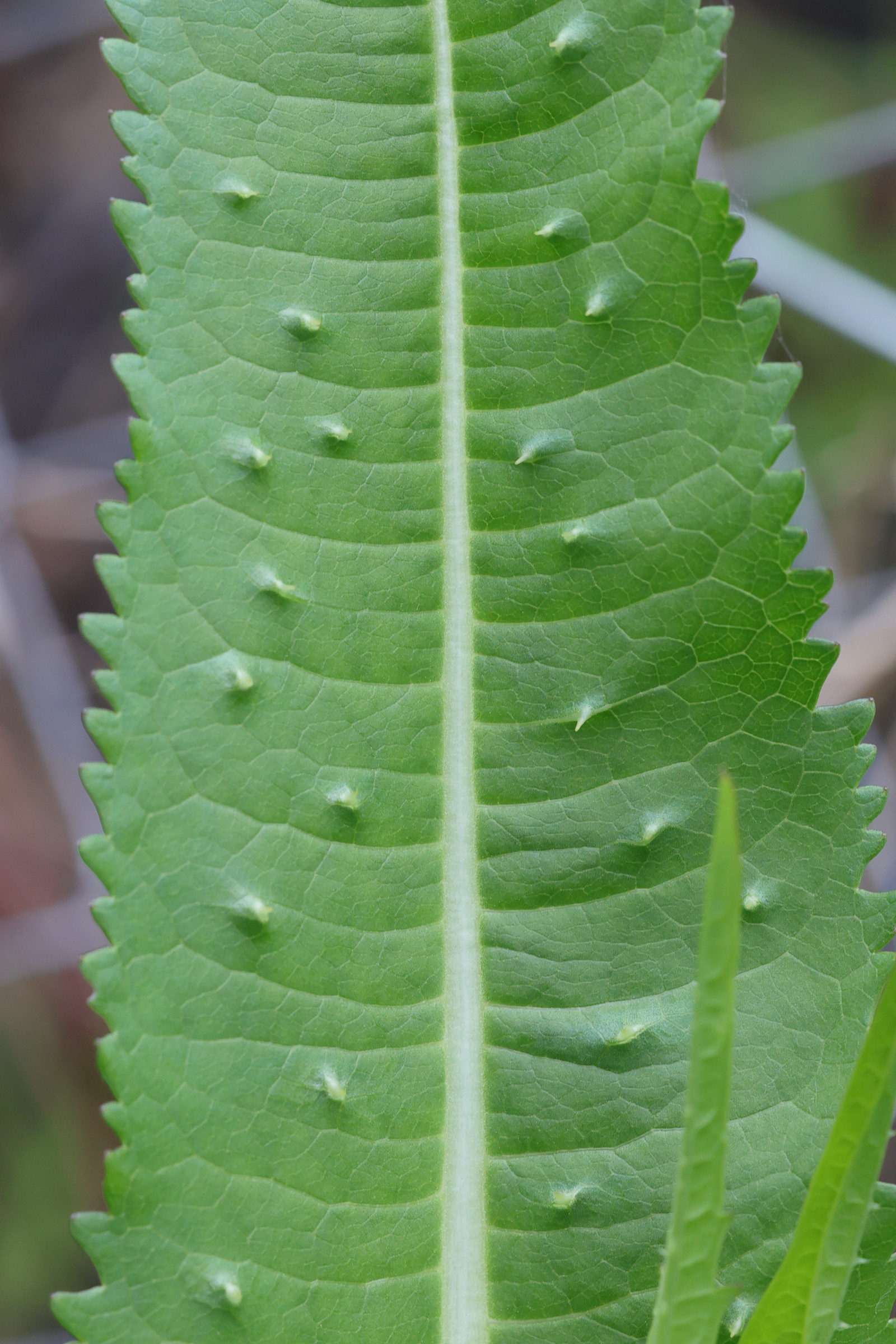 dipsacus_fullonum9md