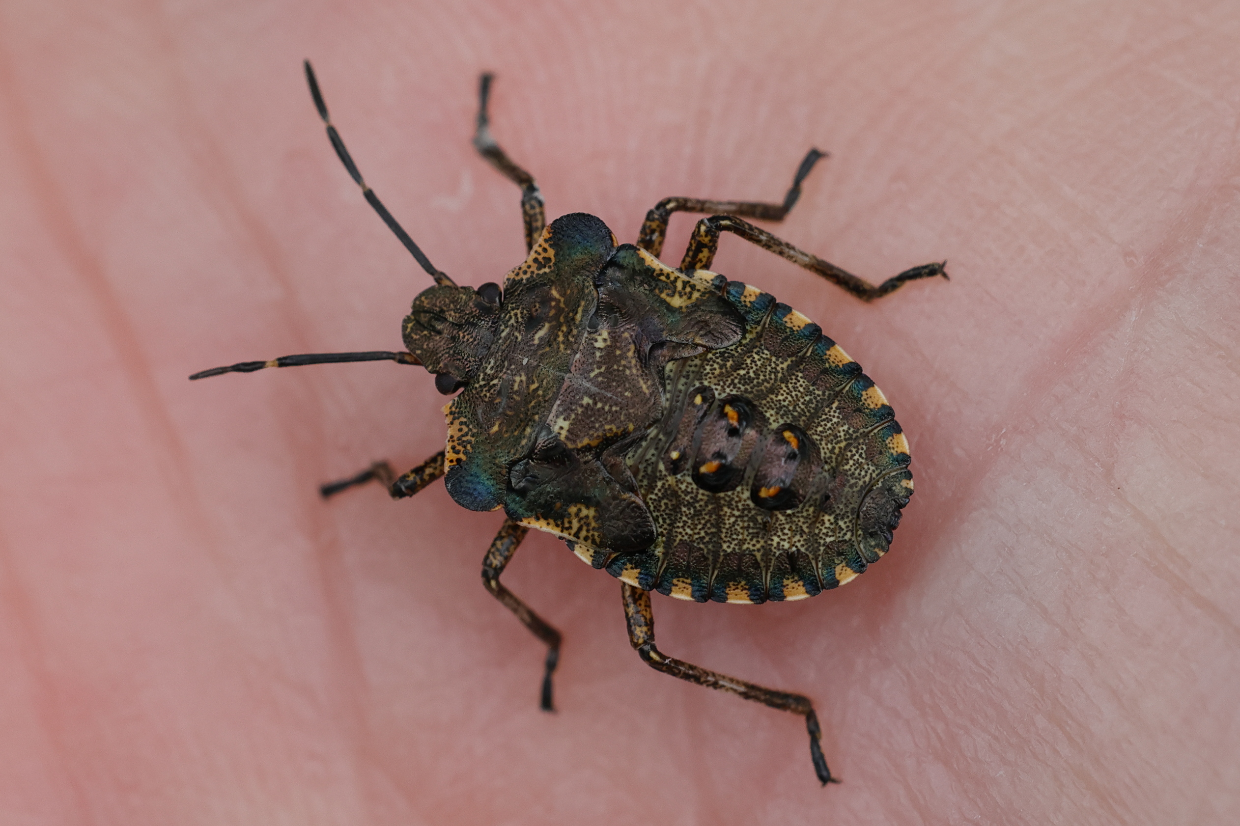 pentatoma_rufipes_juv1md