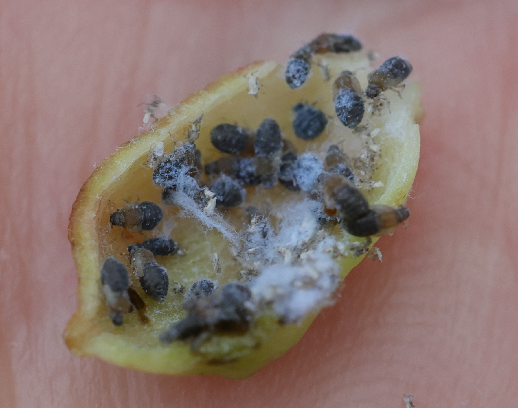 tetraneura_ulmi_galle8md