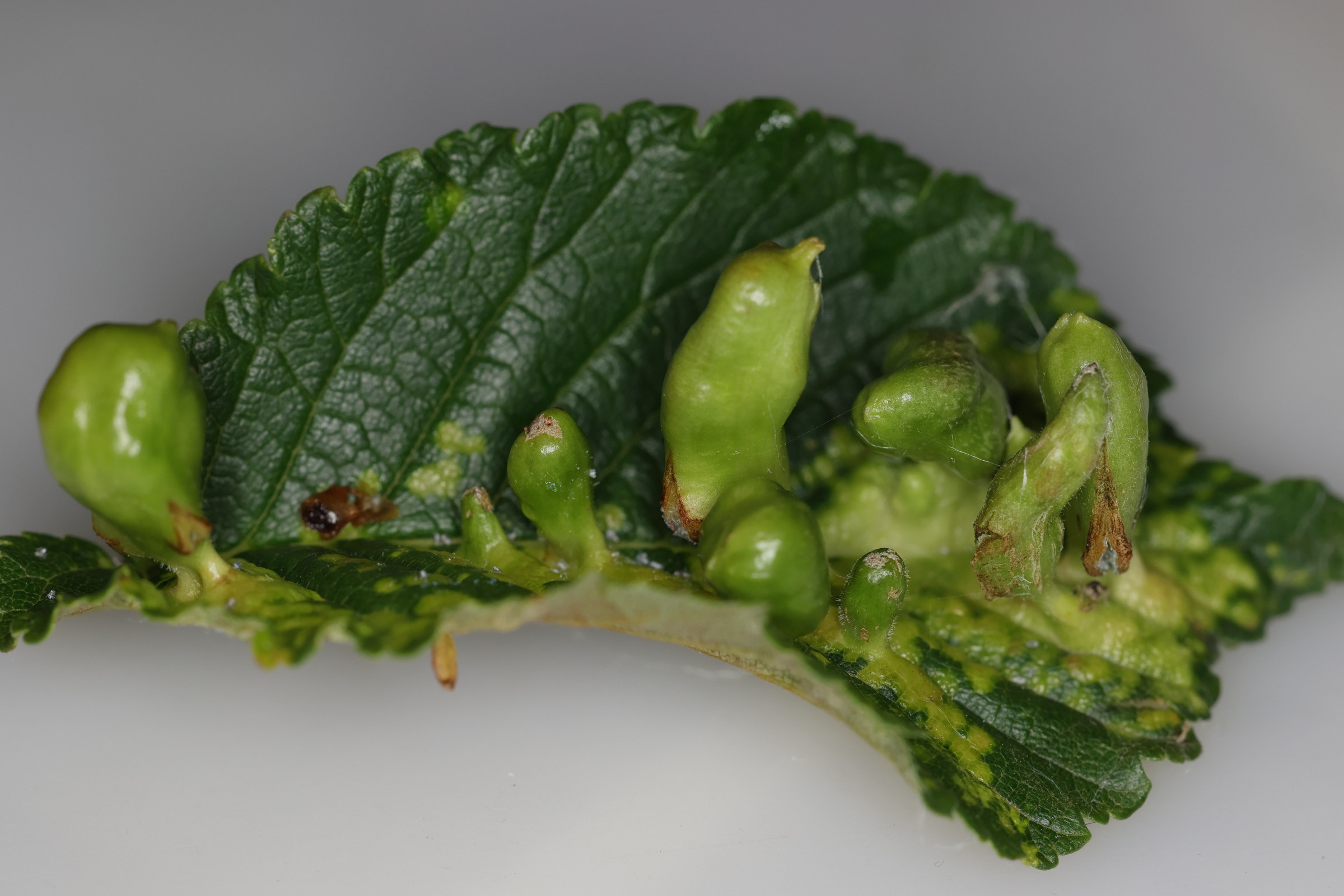 tetrneura_ulmi_galle6md