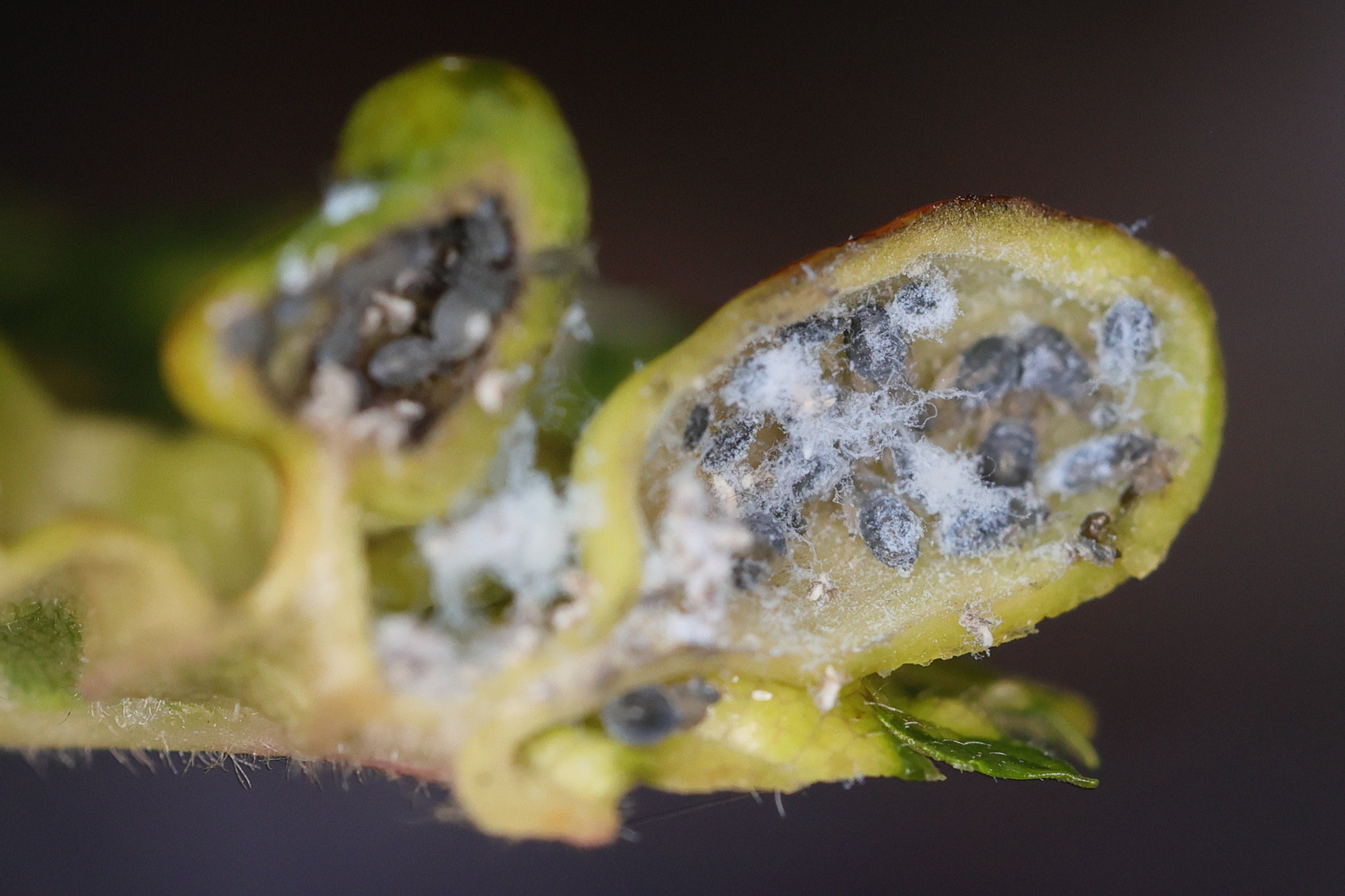 tetrneura_ulmi_galle7mdr