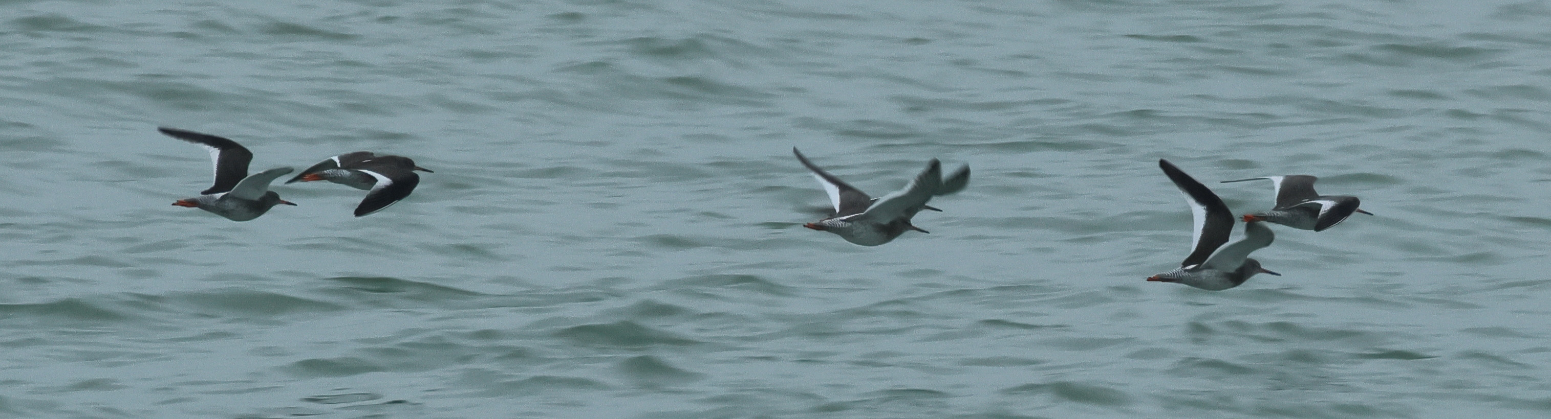 becasseau_violet_-_calidris_maritima7bd