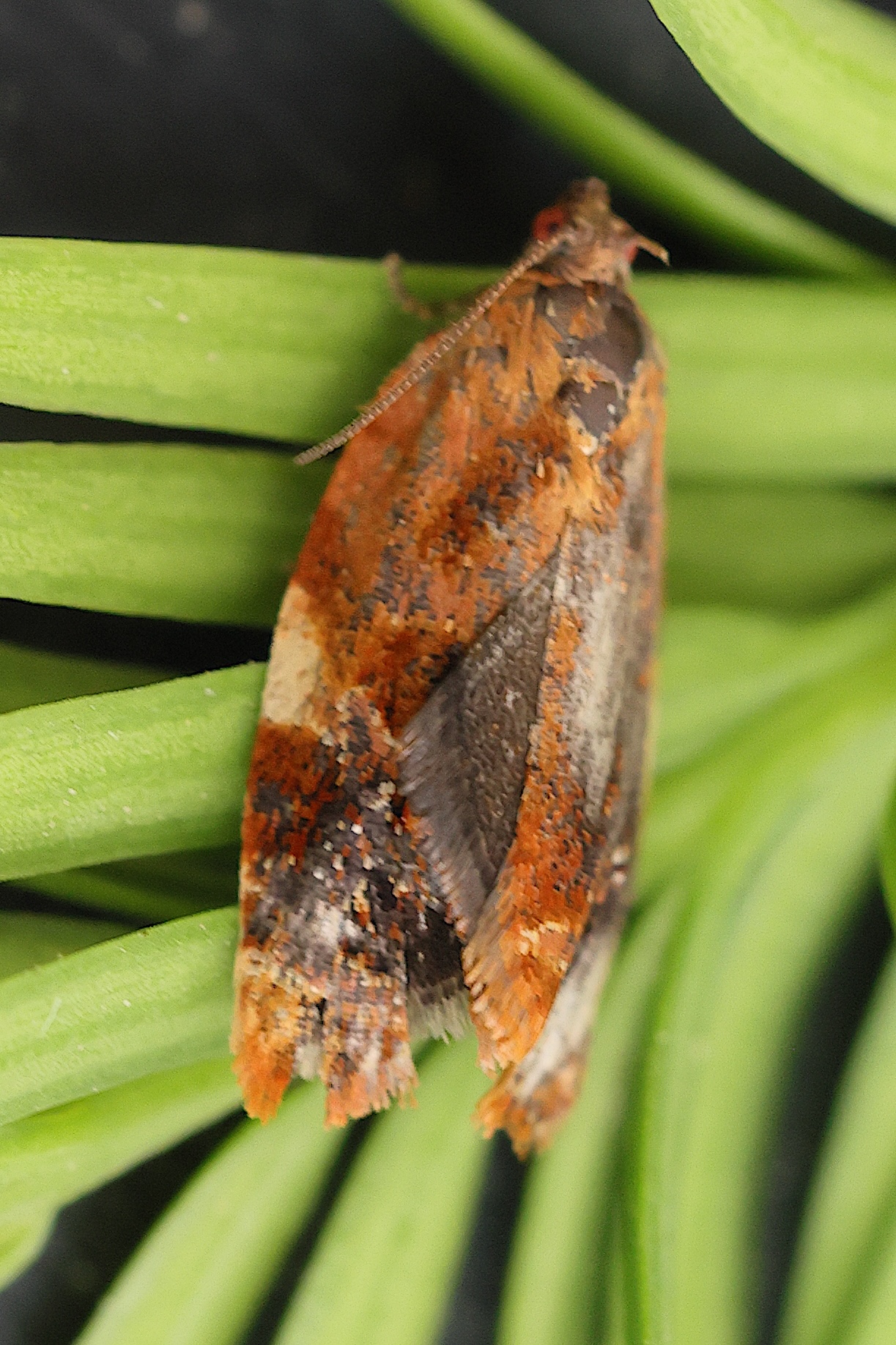 ditula_angustiorana1md