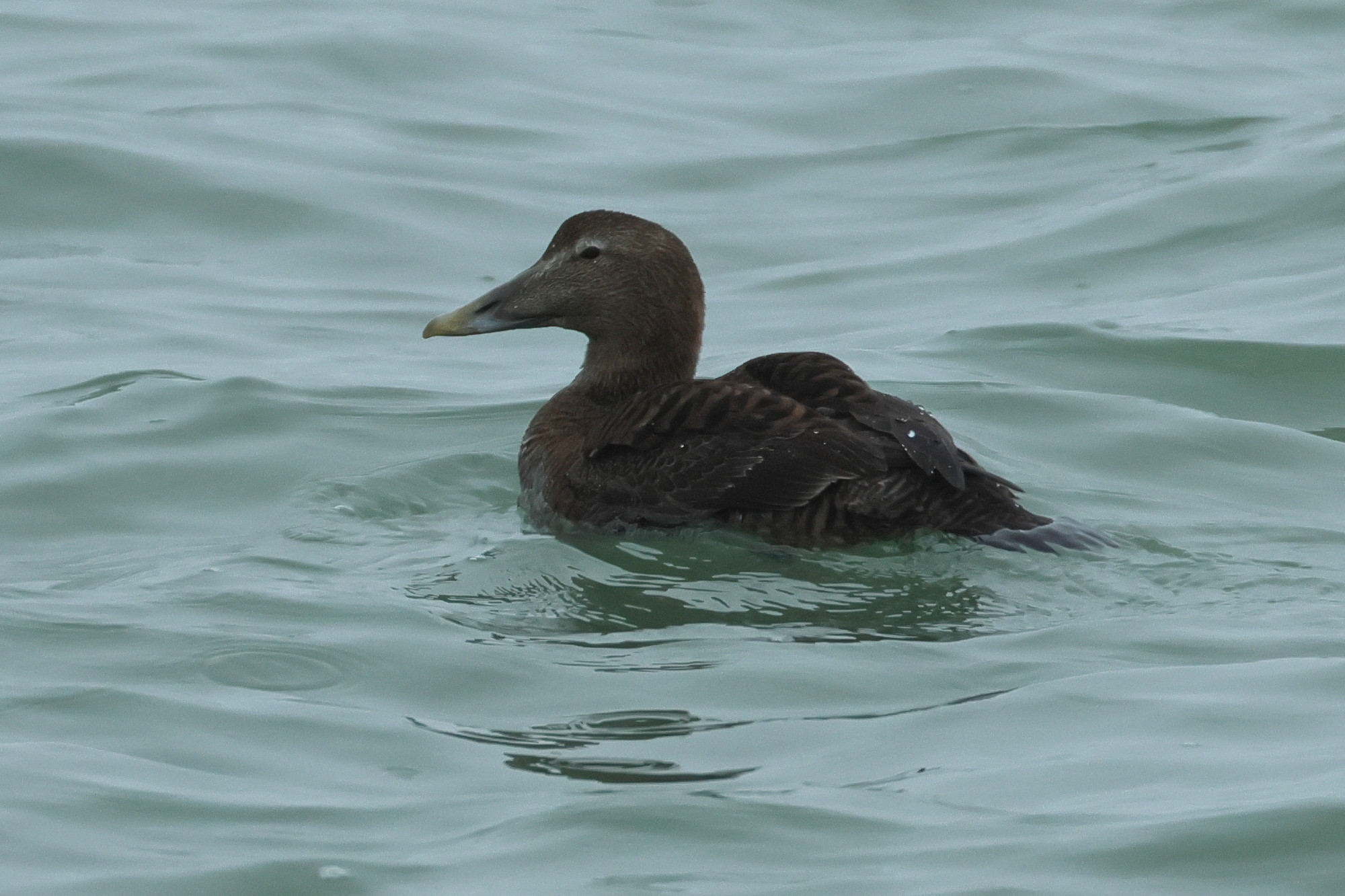 eider_a_duvet_-_somateria_mollissima9bd