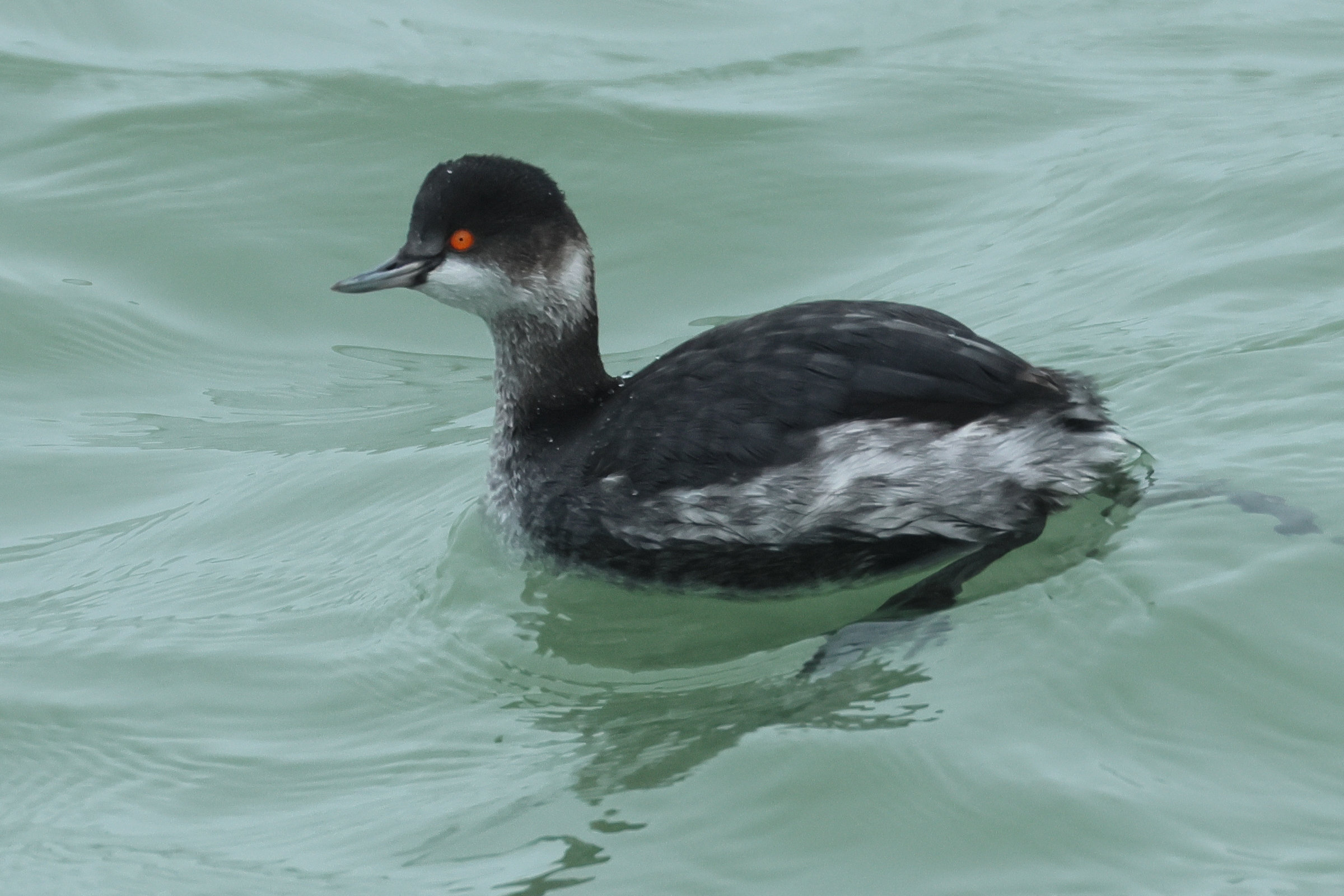 grebe_a_cou_noir_-_podiceps_nigricollis1bd