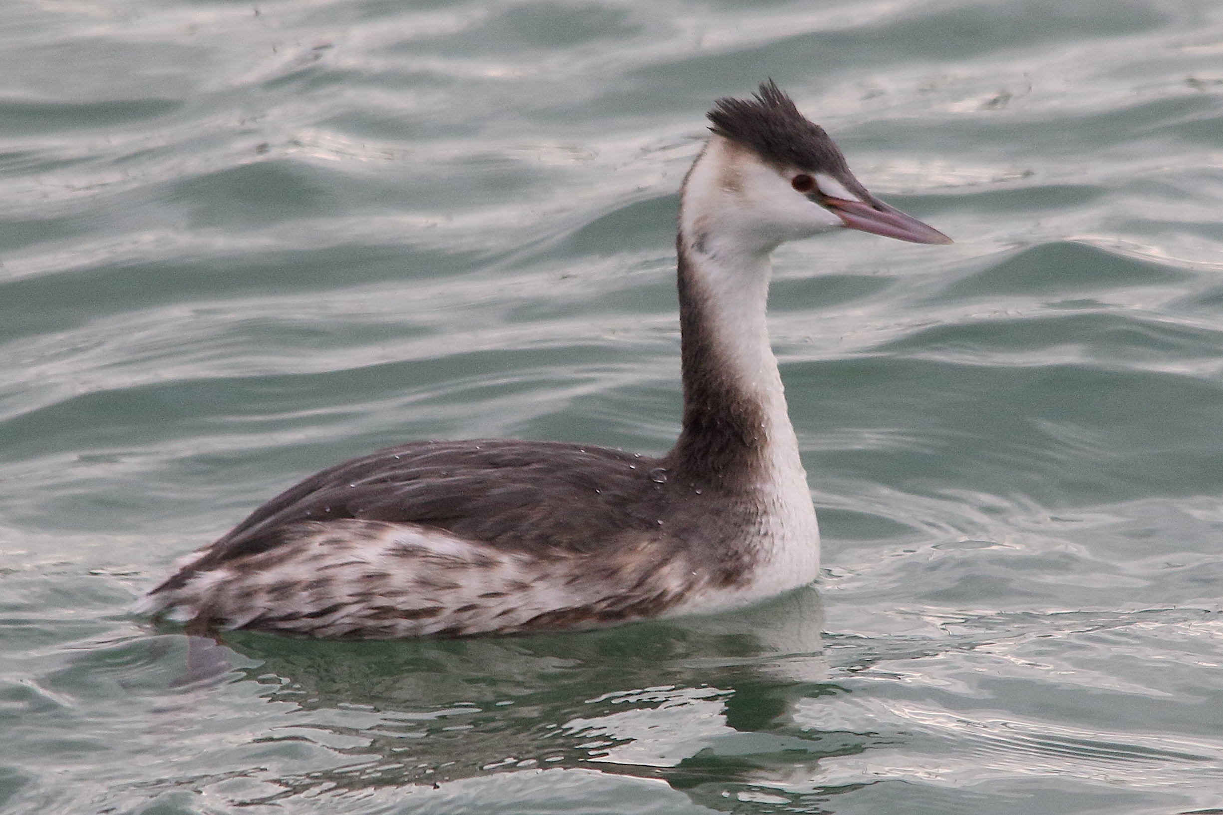 grebe_huppe_-_podiceps_cristatus19md