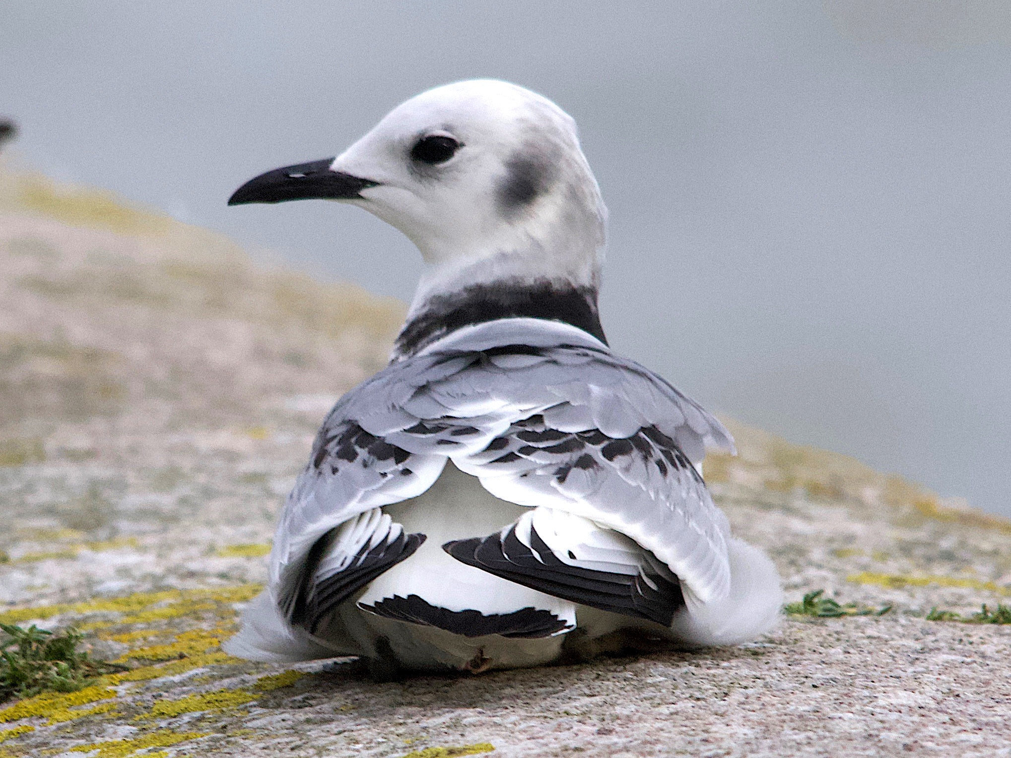 mouette_tridactyle_-_rissa_tridactyla13md