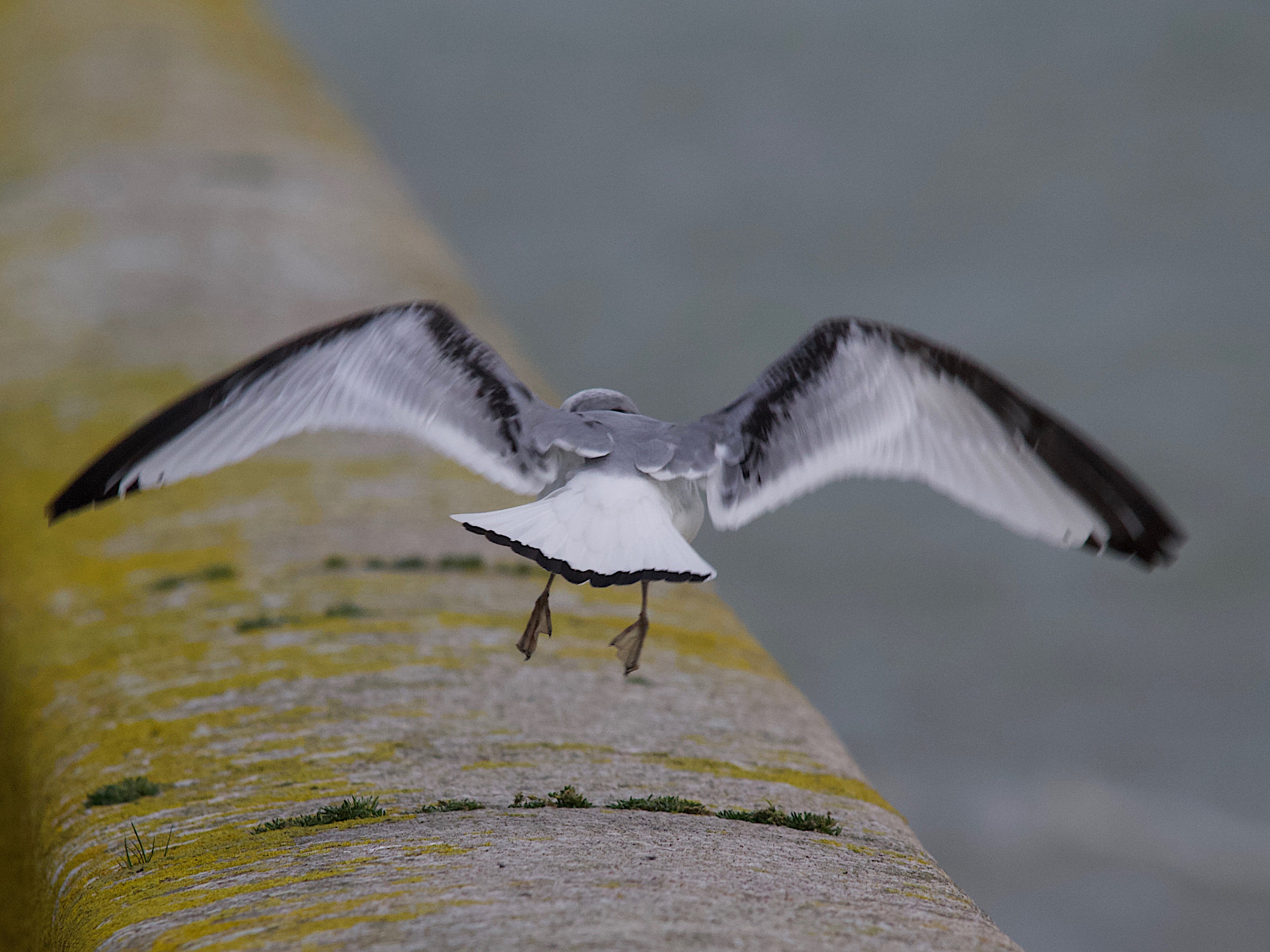 mouette_tridactyle_-_rissa_tridactyla14md