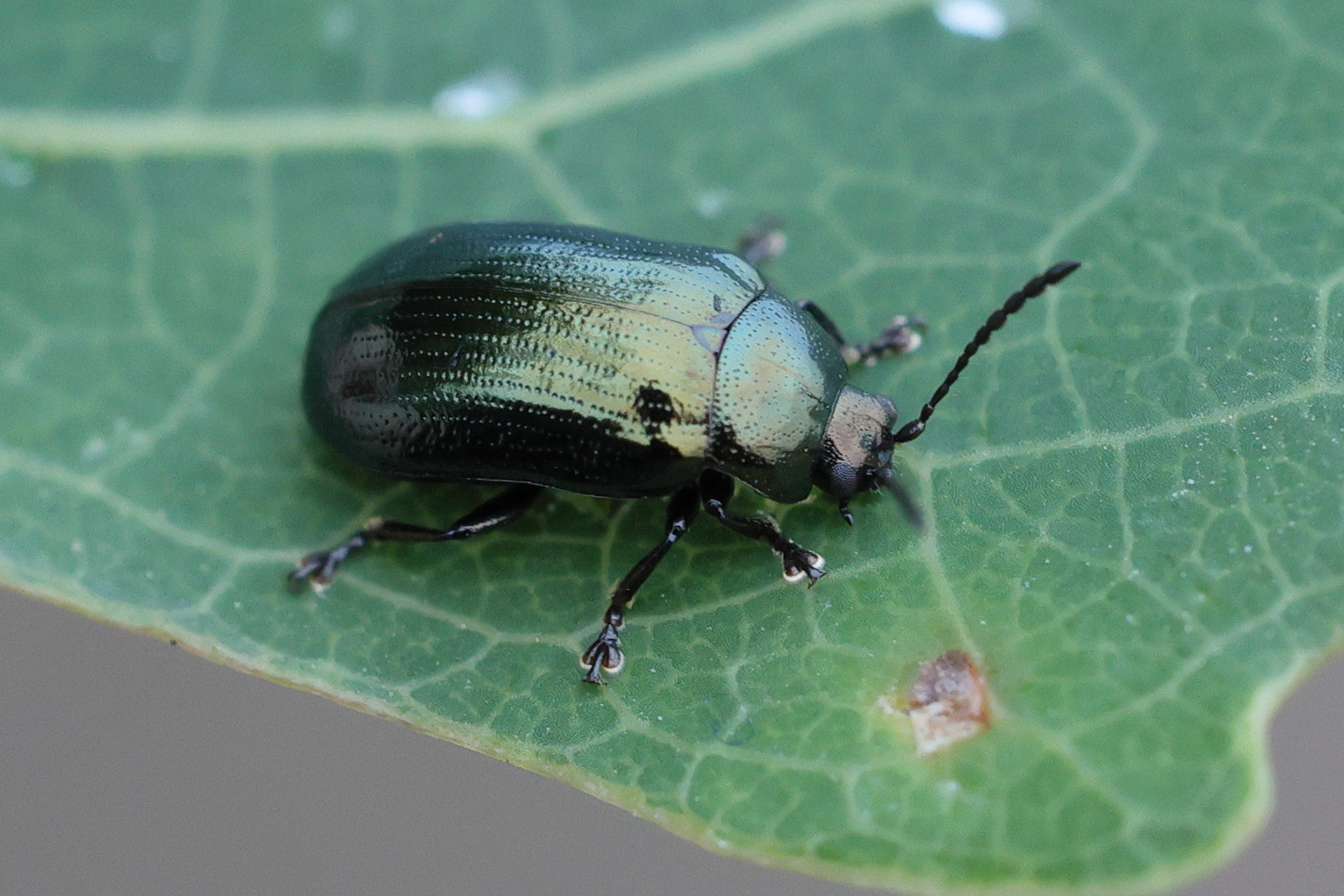 phratora_vitellinae1md