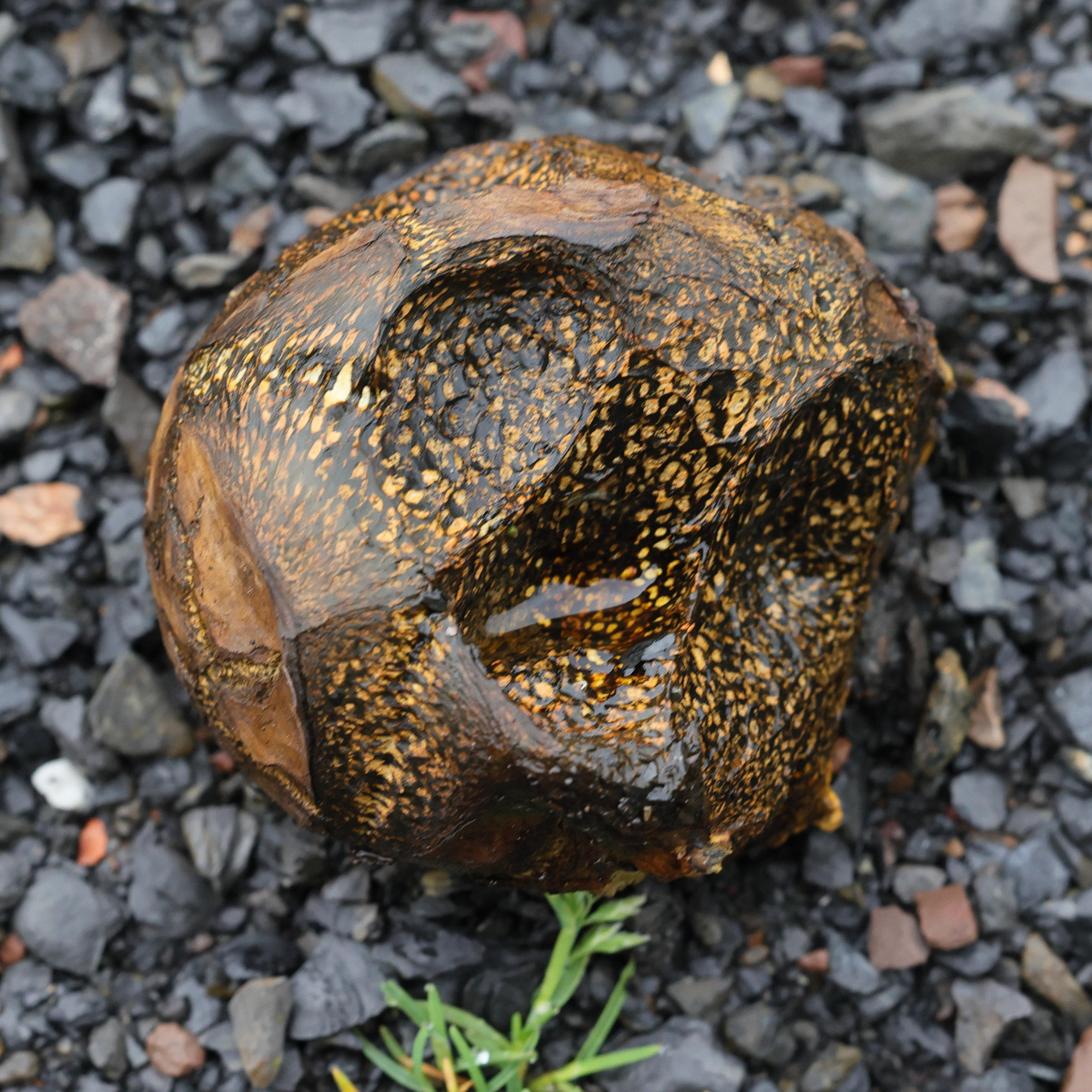 Afficher le média pisolithus_arhizus3md pisolithus_arhizus3md