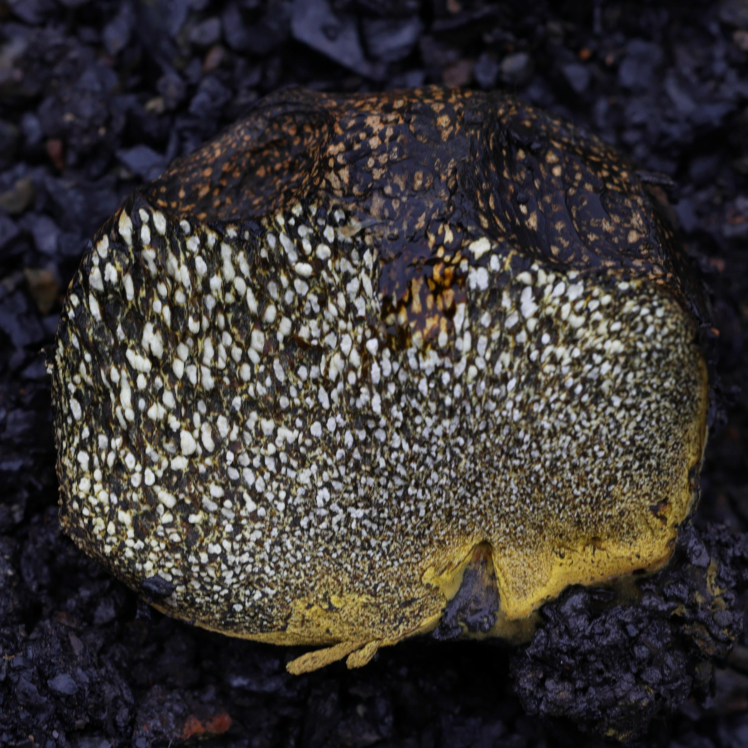 Afficher le média pisolithus_arhizus4md pisolithus_arhizus4md