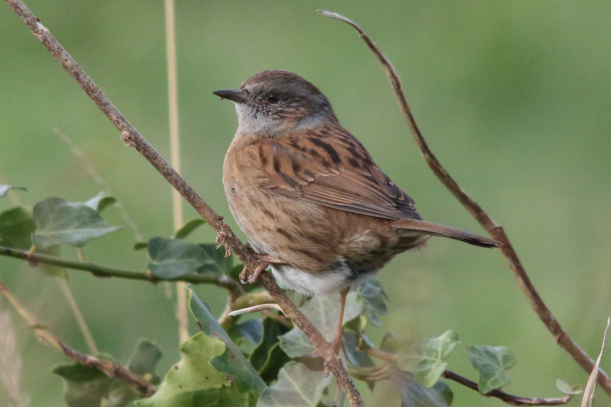 accenteur_mouchet_-_prunella_modularis6md