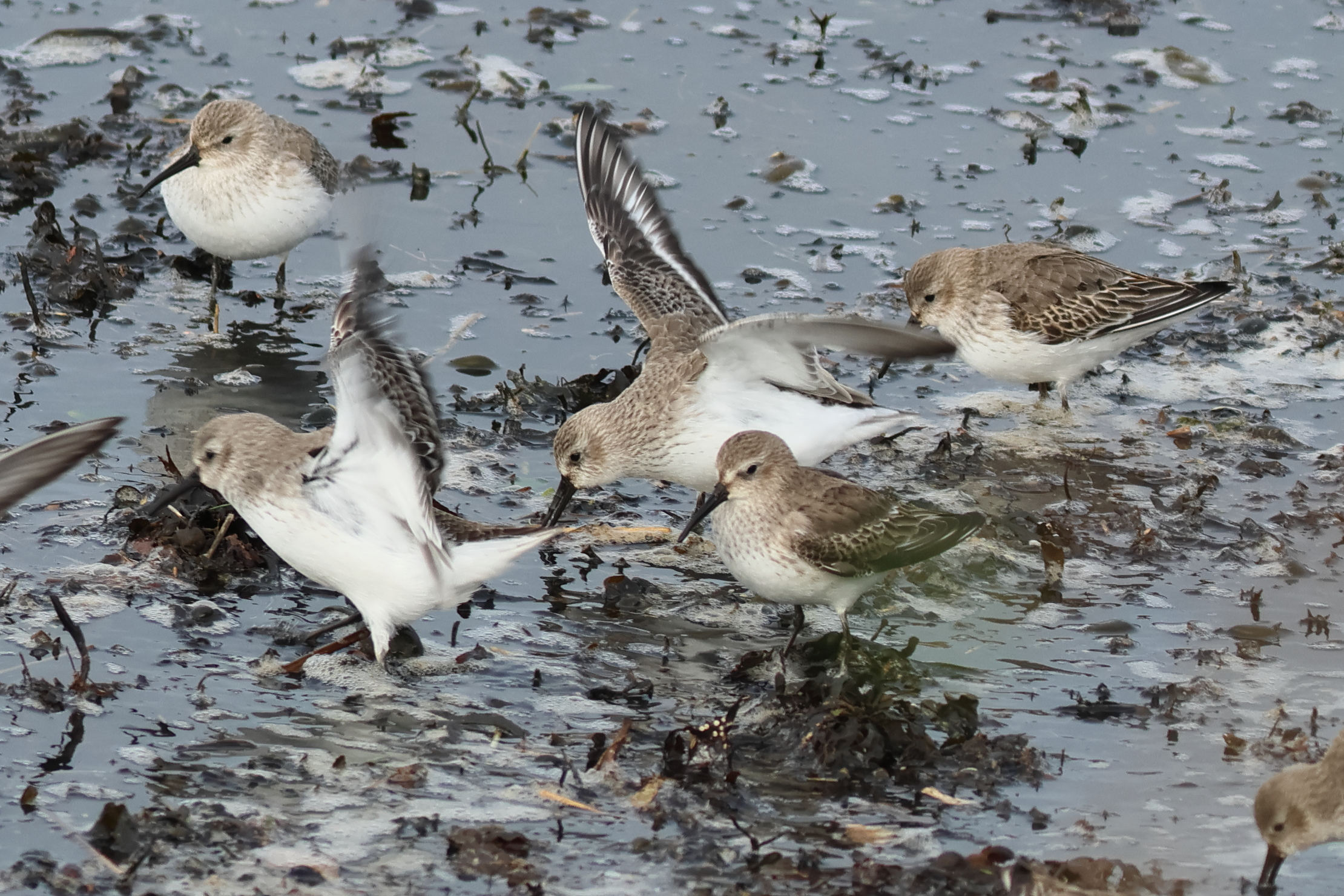 becasseau_variable_-_calidris_alpina11bd