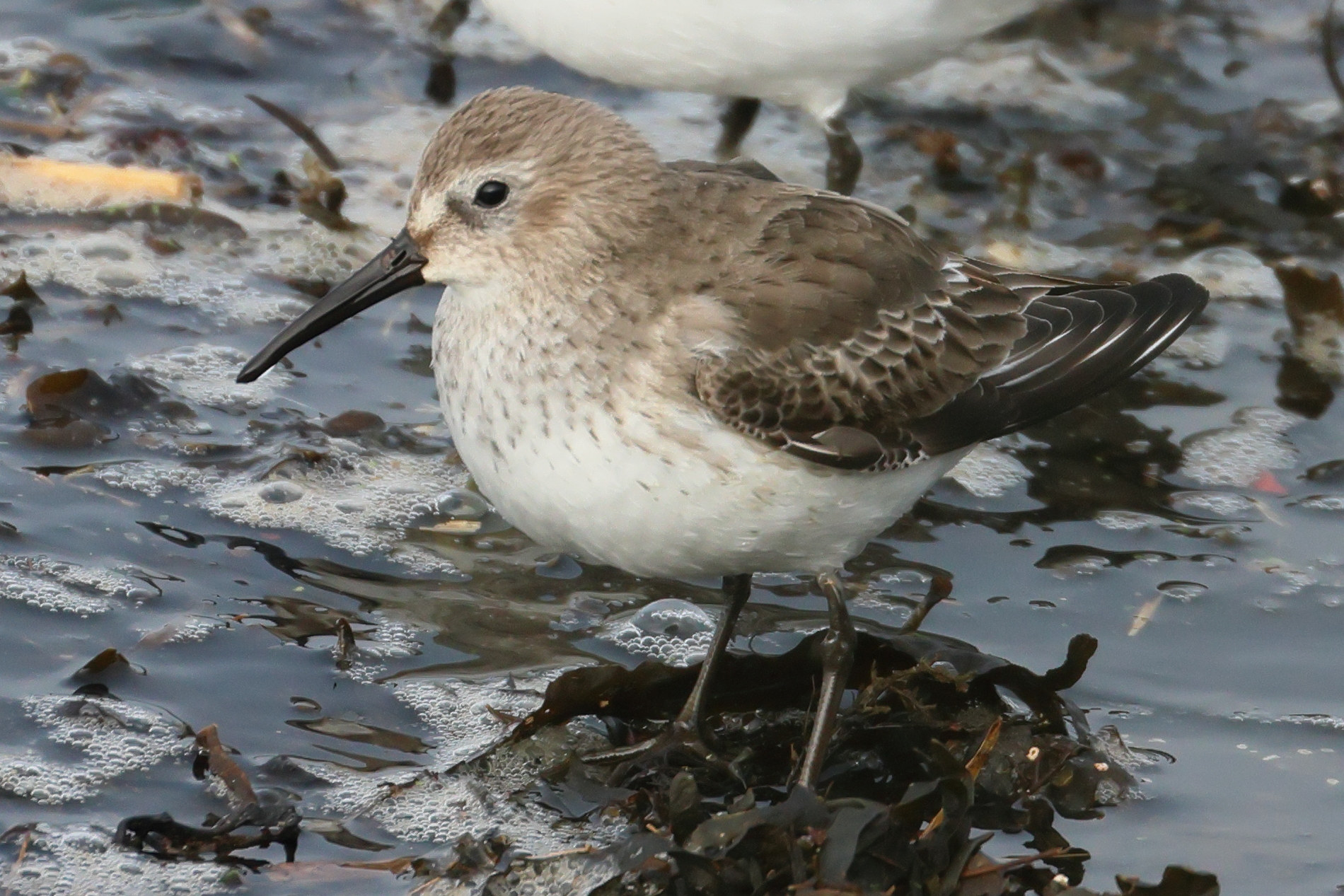 becasseau_variable_-_calidris_alpina3bd