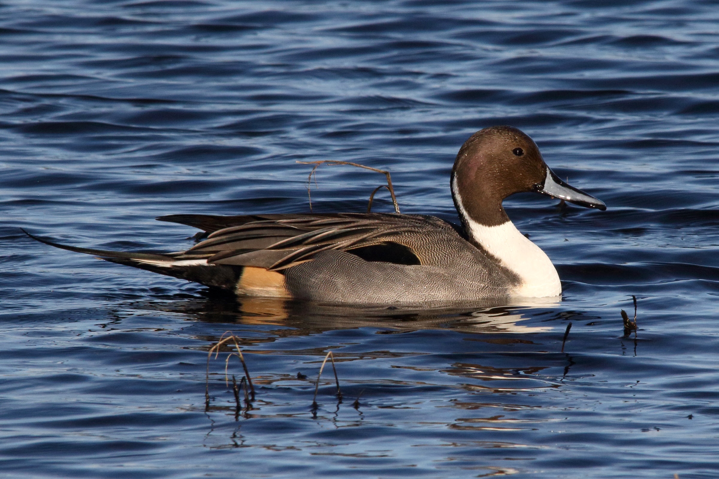 canard_pilet_-_anas_acuta5md