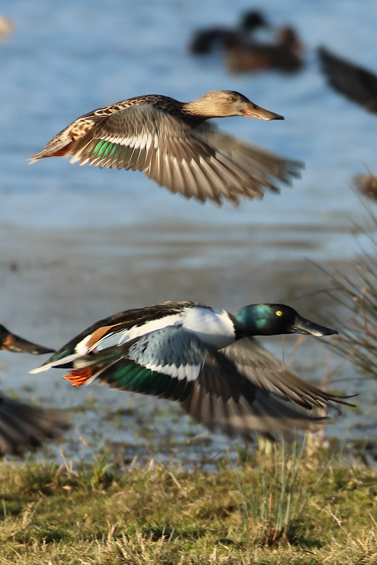 canard_souchet_-_spatula_clypeata9bd