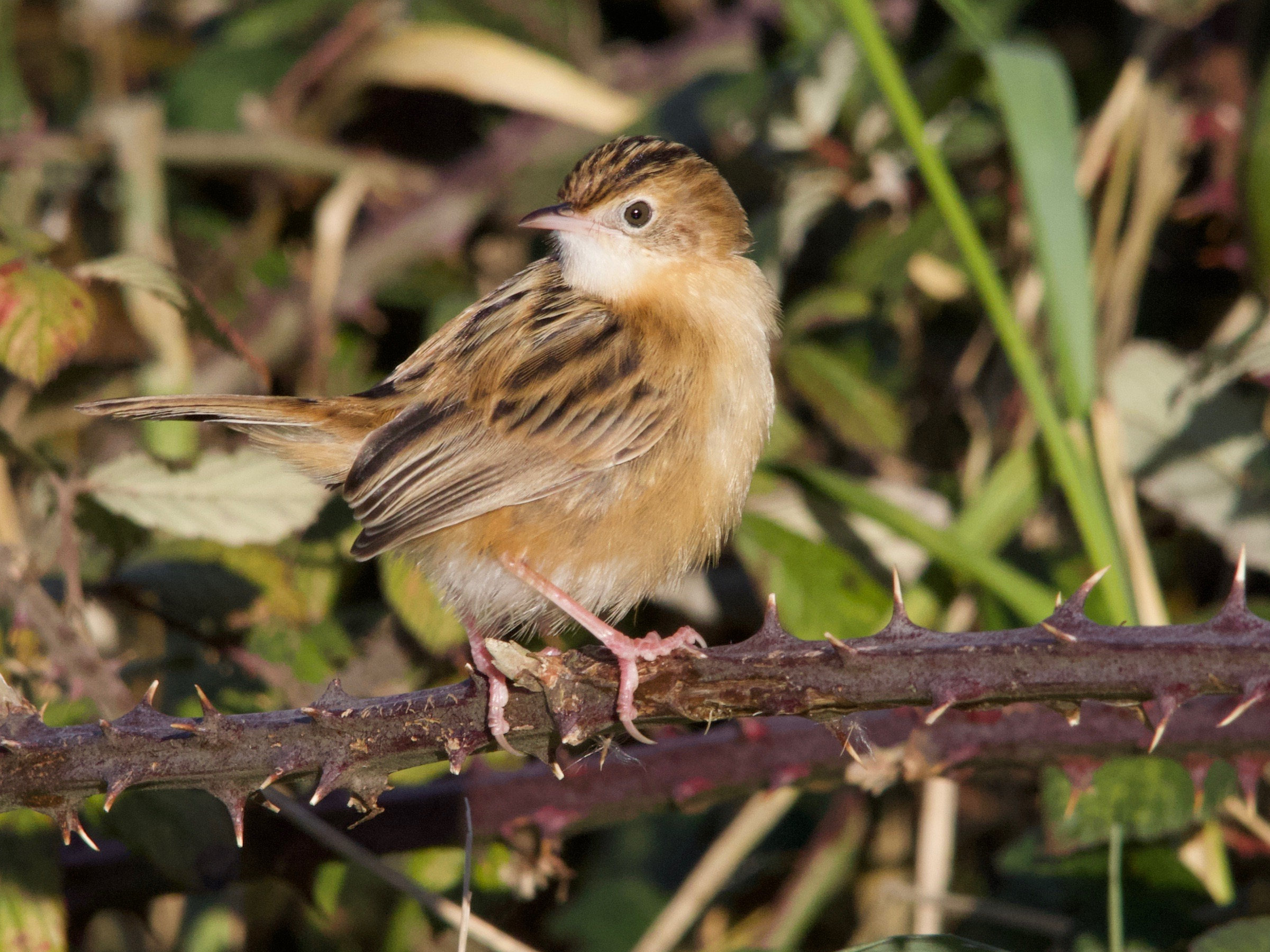 cisticole_des_joncs_-_cisticola_juncidis5md