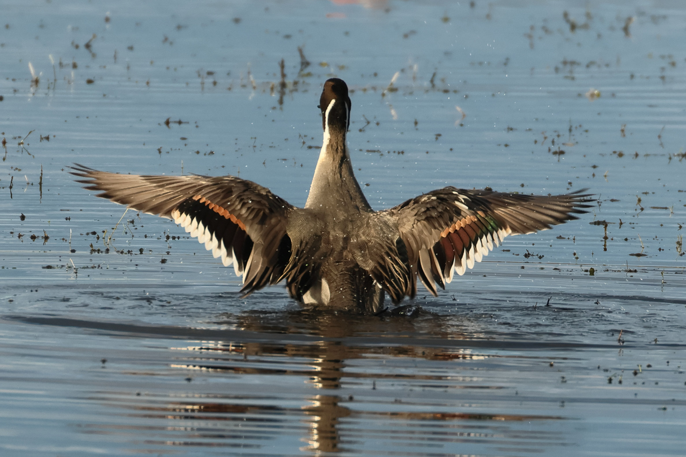 canard_pilet_-_anas_acuta6bd