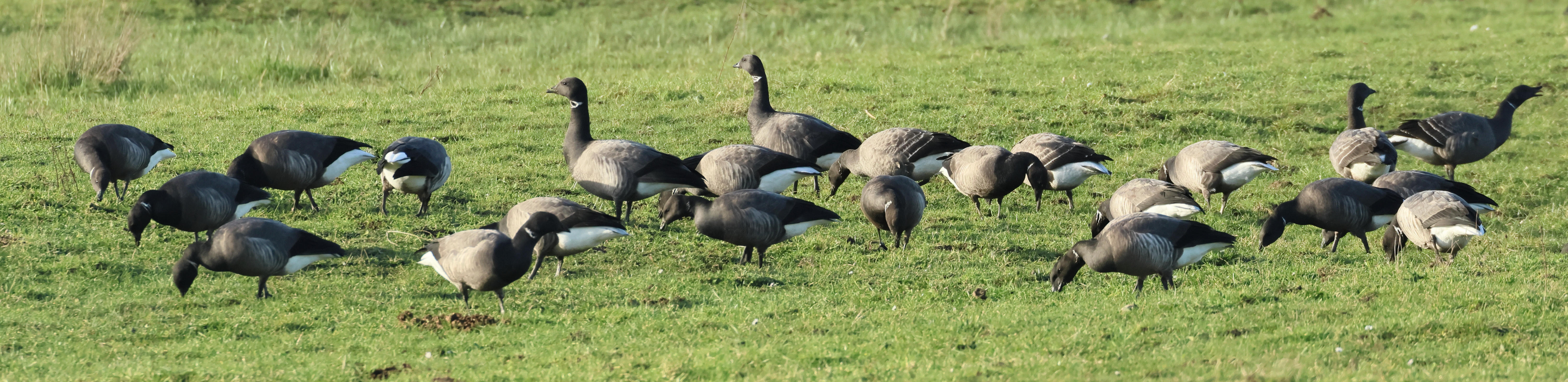 bernache_cravant_-_branta_bernicla10bd