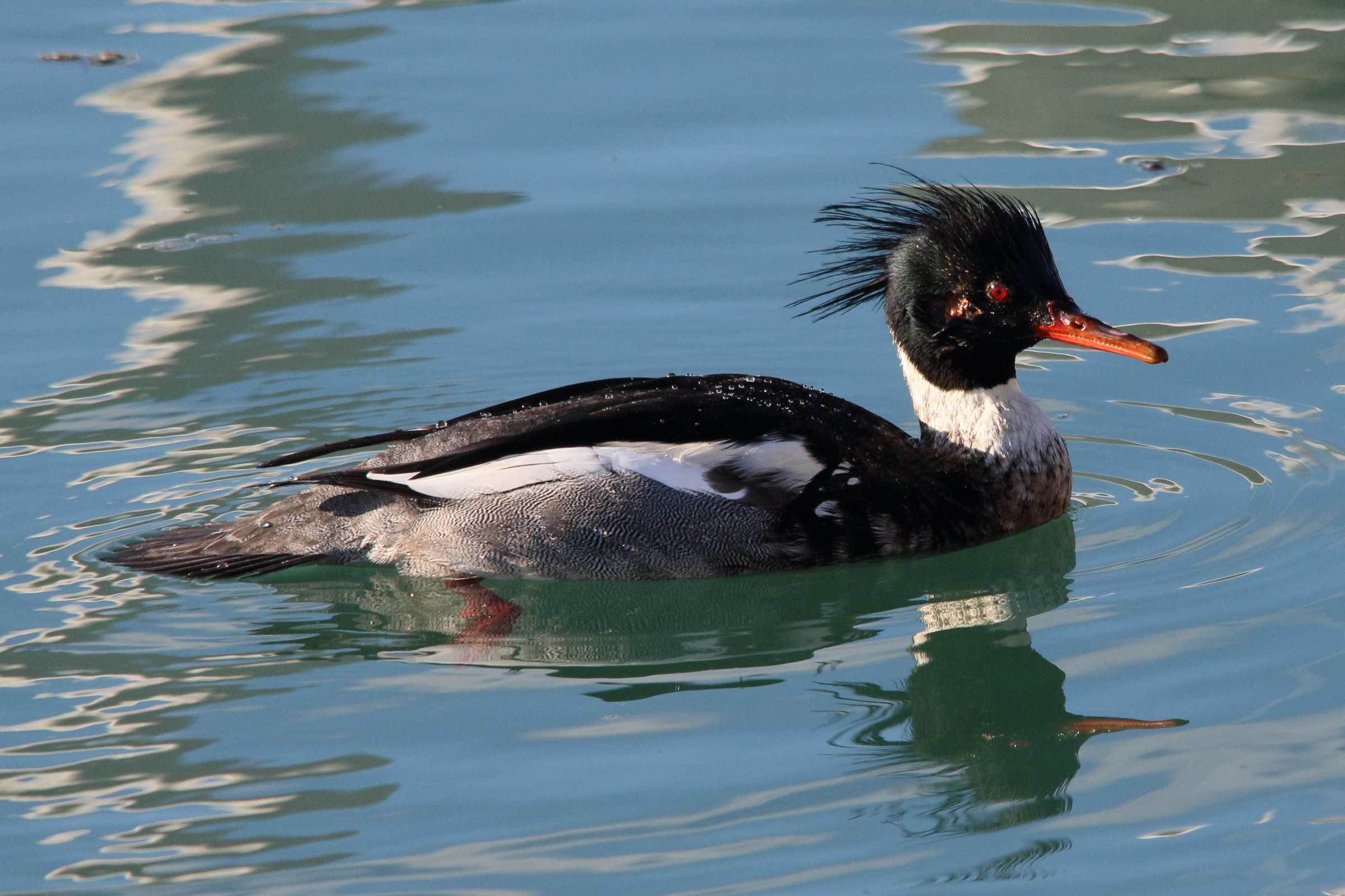 harle_huppe_mergus_serrator6md