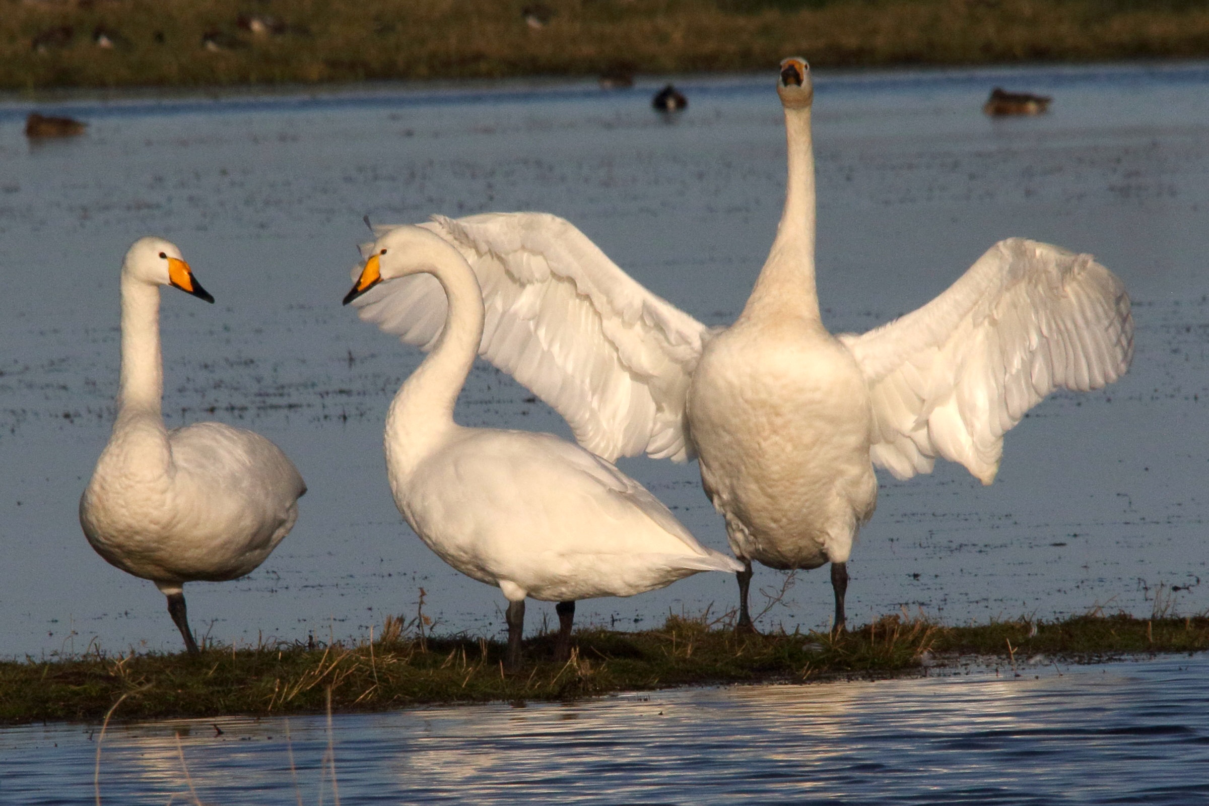 cygne_chanteur_-_cygnus_cygnus6md