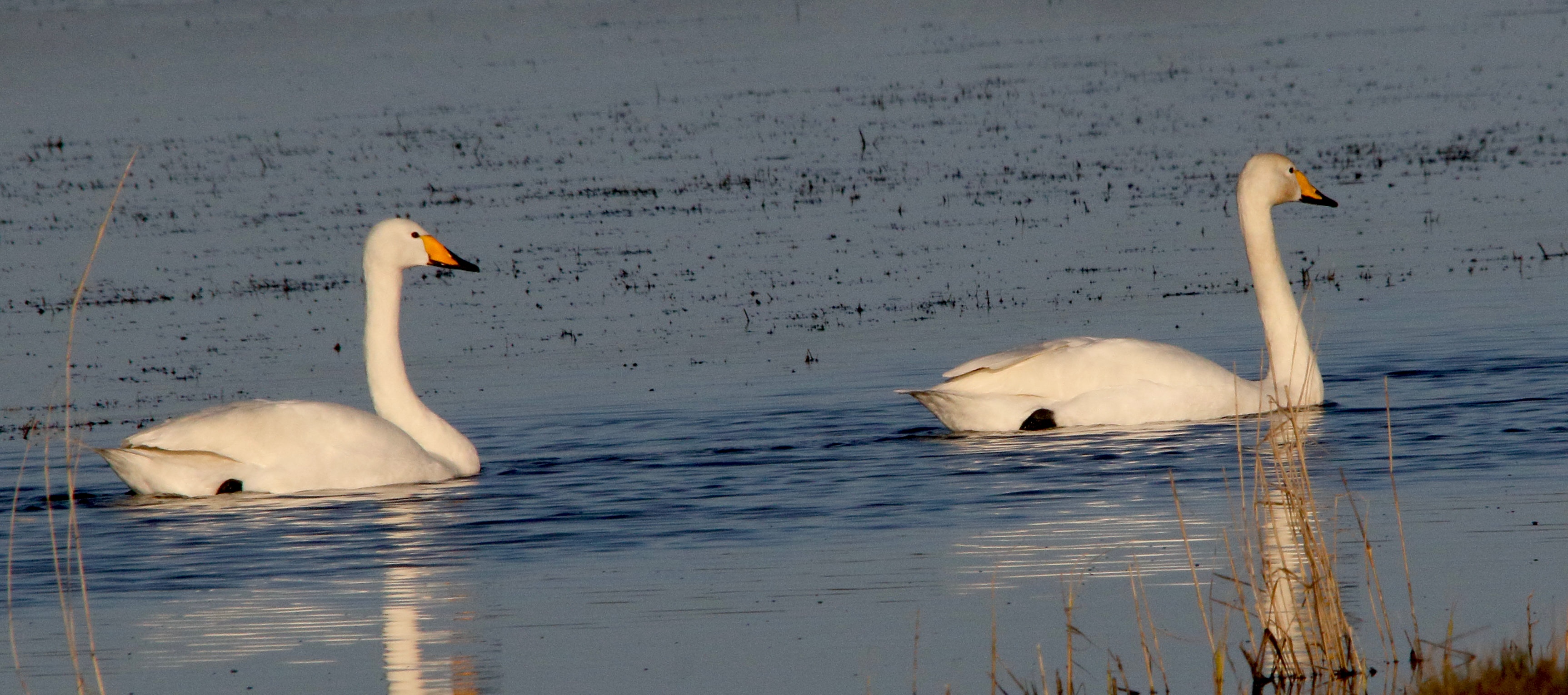 cygne_chanteur_-_cygnus_cygnus7md
