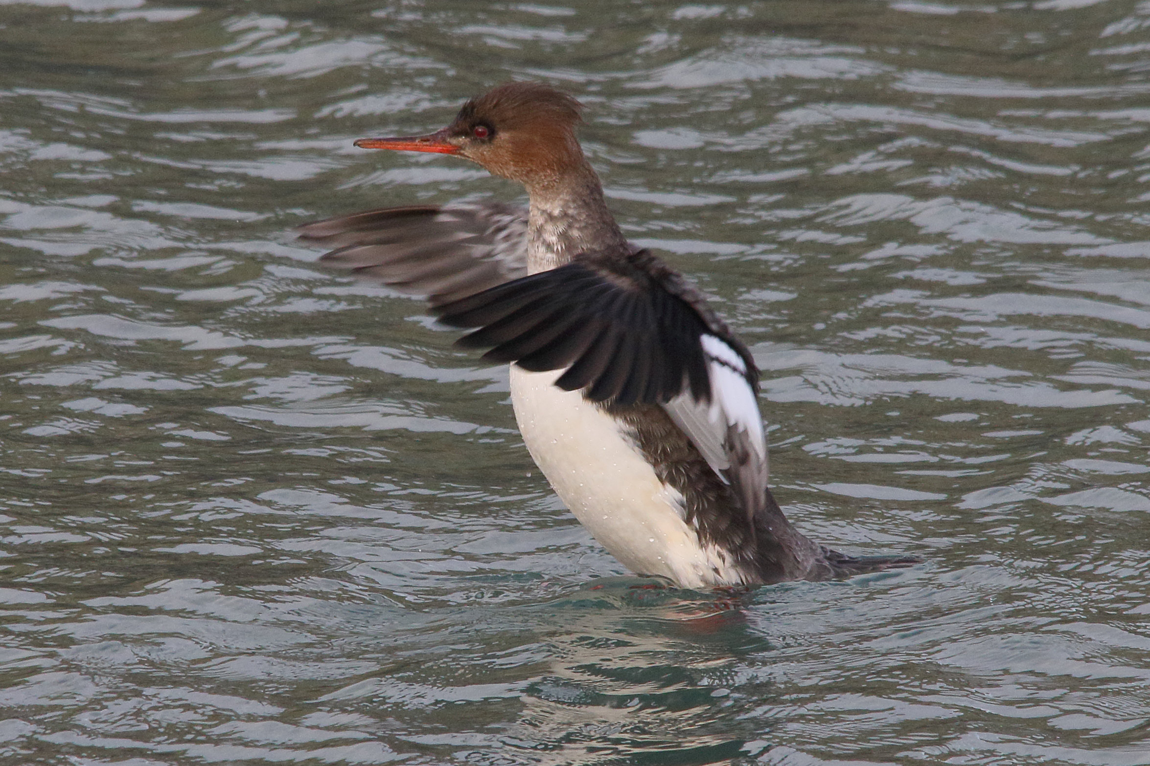 harle_huppe_-_mergus_serrator8md