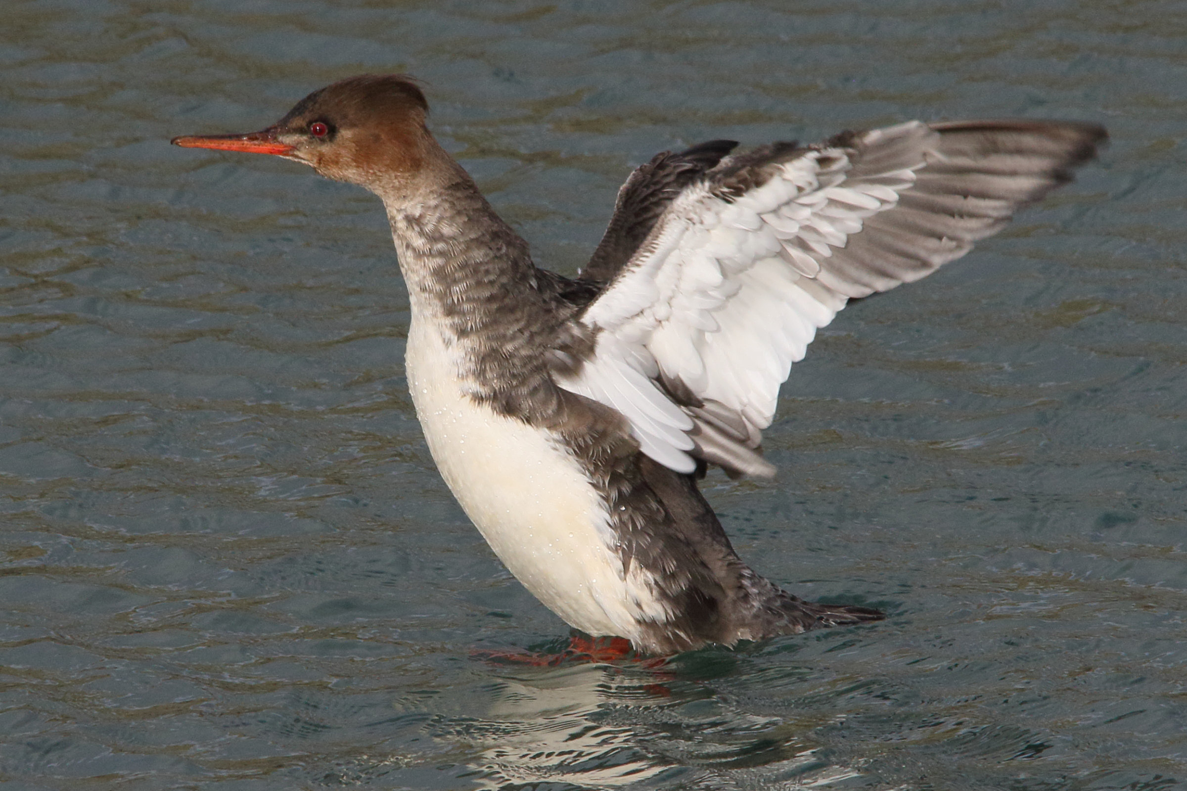 harle_huppe_-_mergus_serrator9md