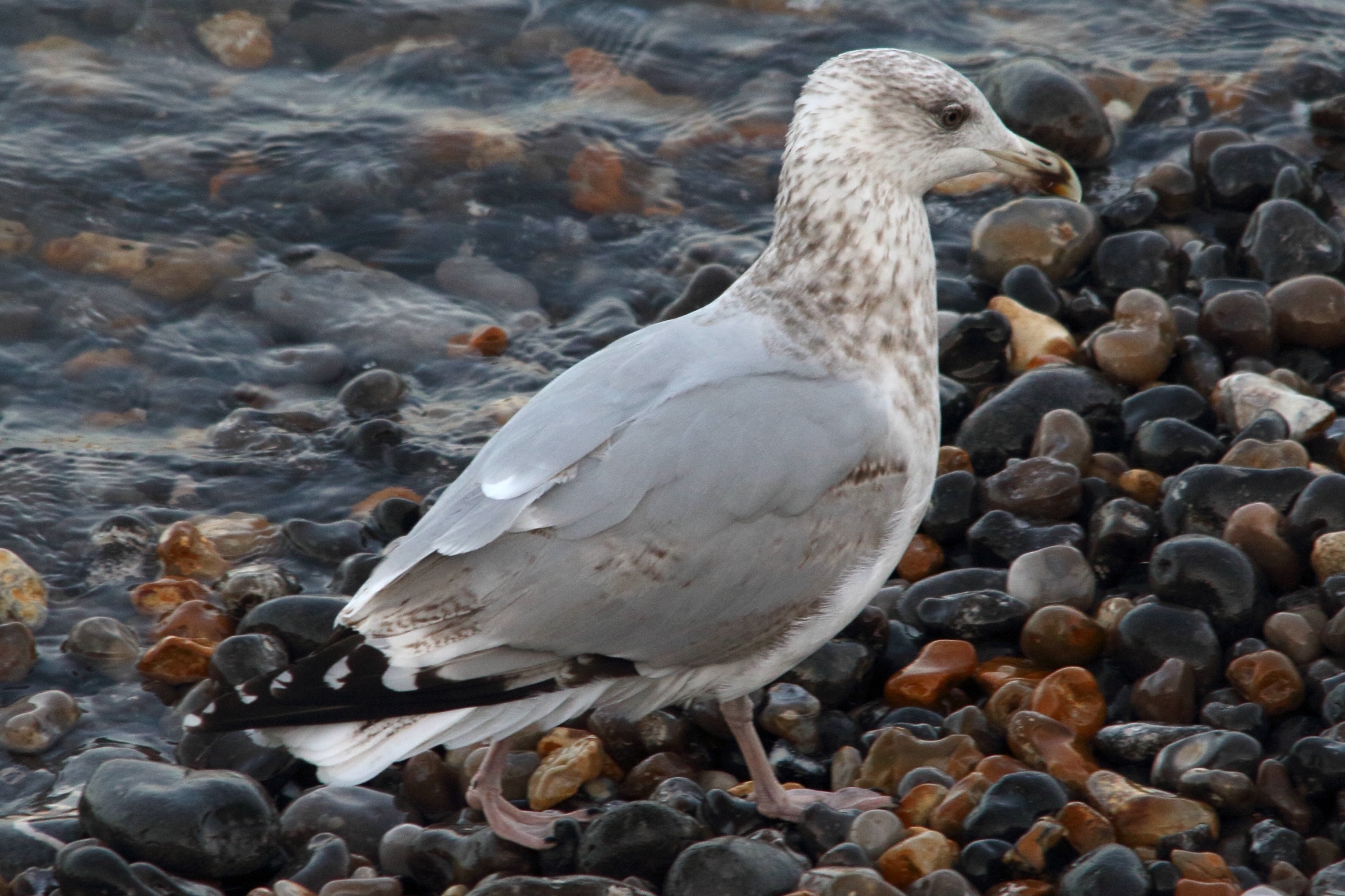 goeland_argente_-_larus_argentatus20md