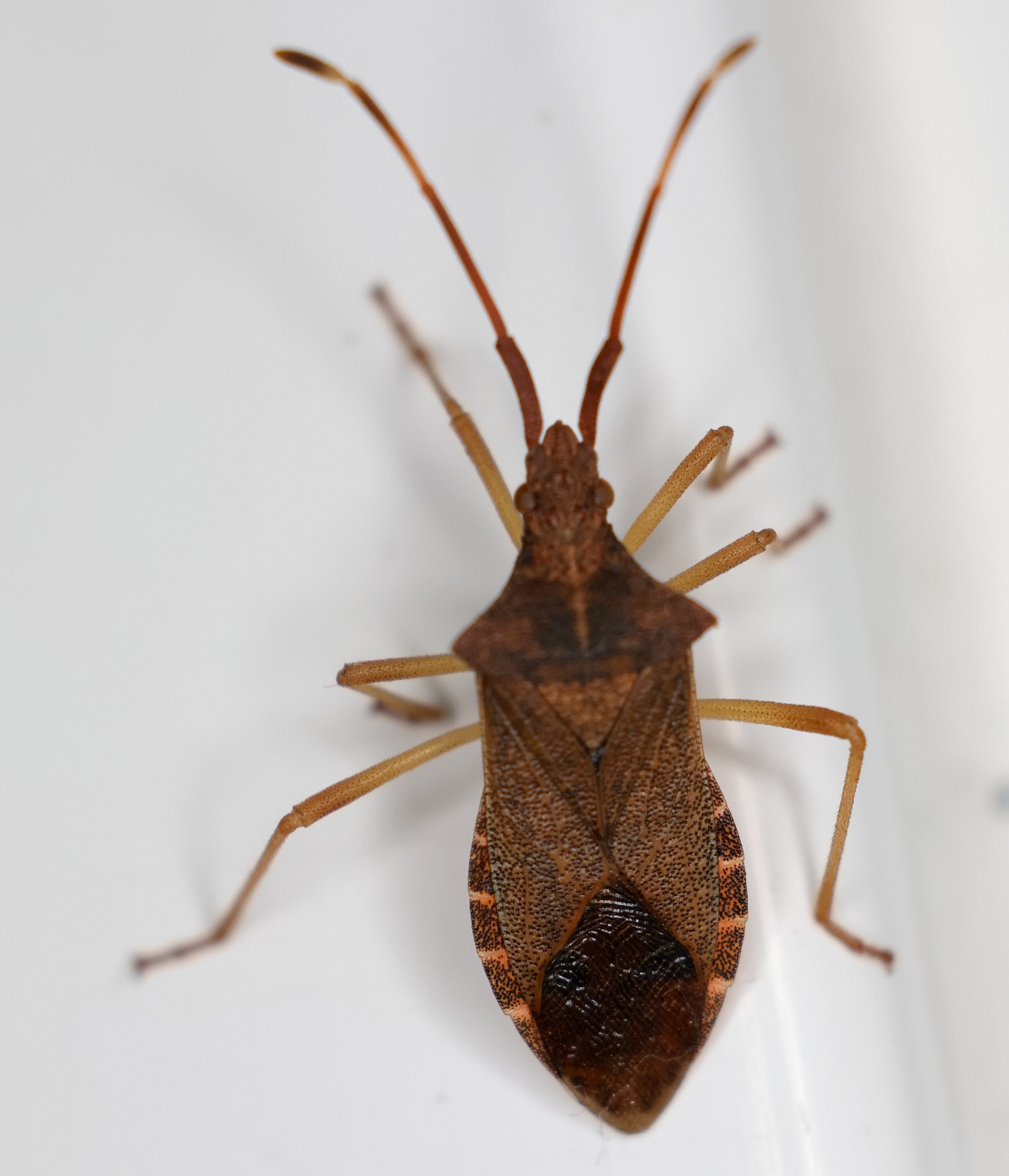 gonocerus_acuteangulatus7md