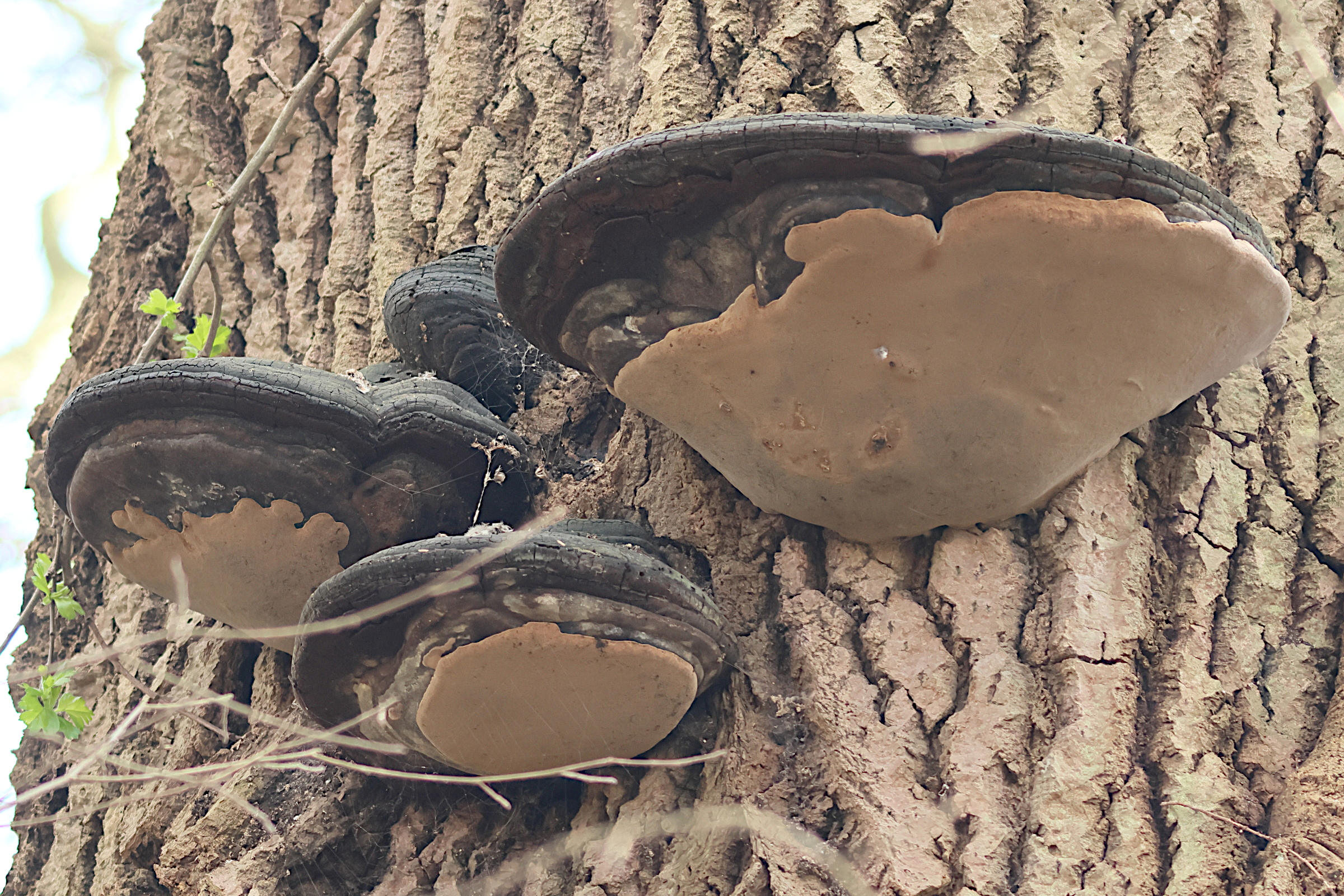 phellinus_igniarius3bd