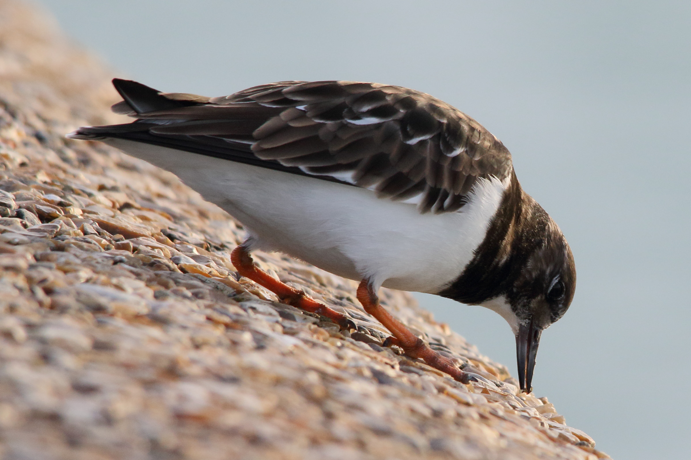 tourepierre_a_collier_-_arenaria_interpres11md