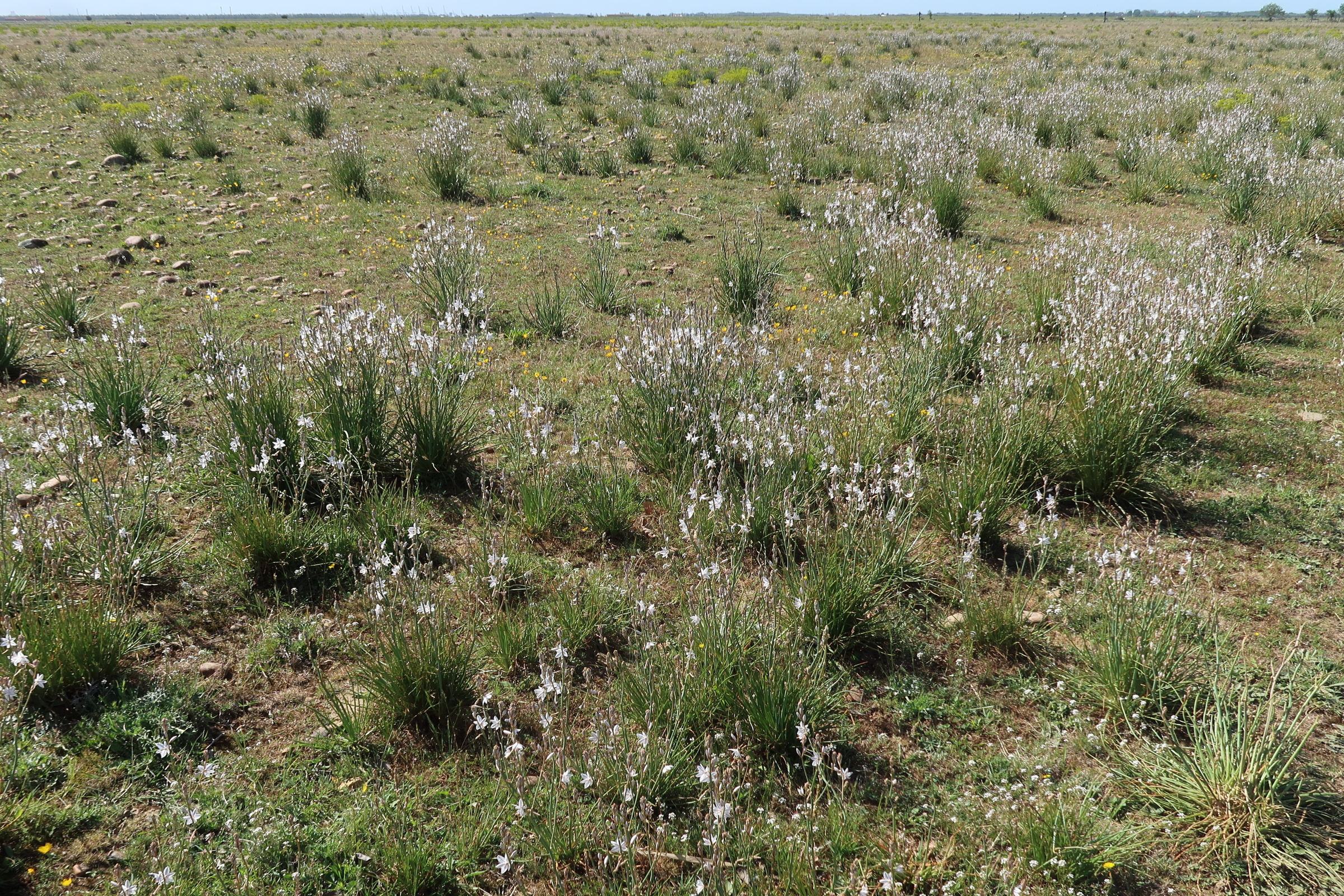 asphodelus_ayardii3md