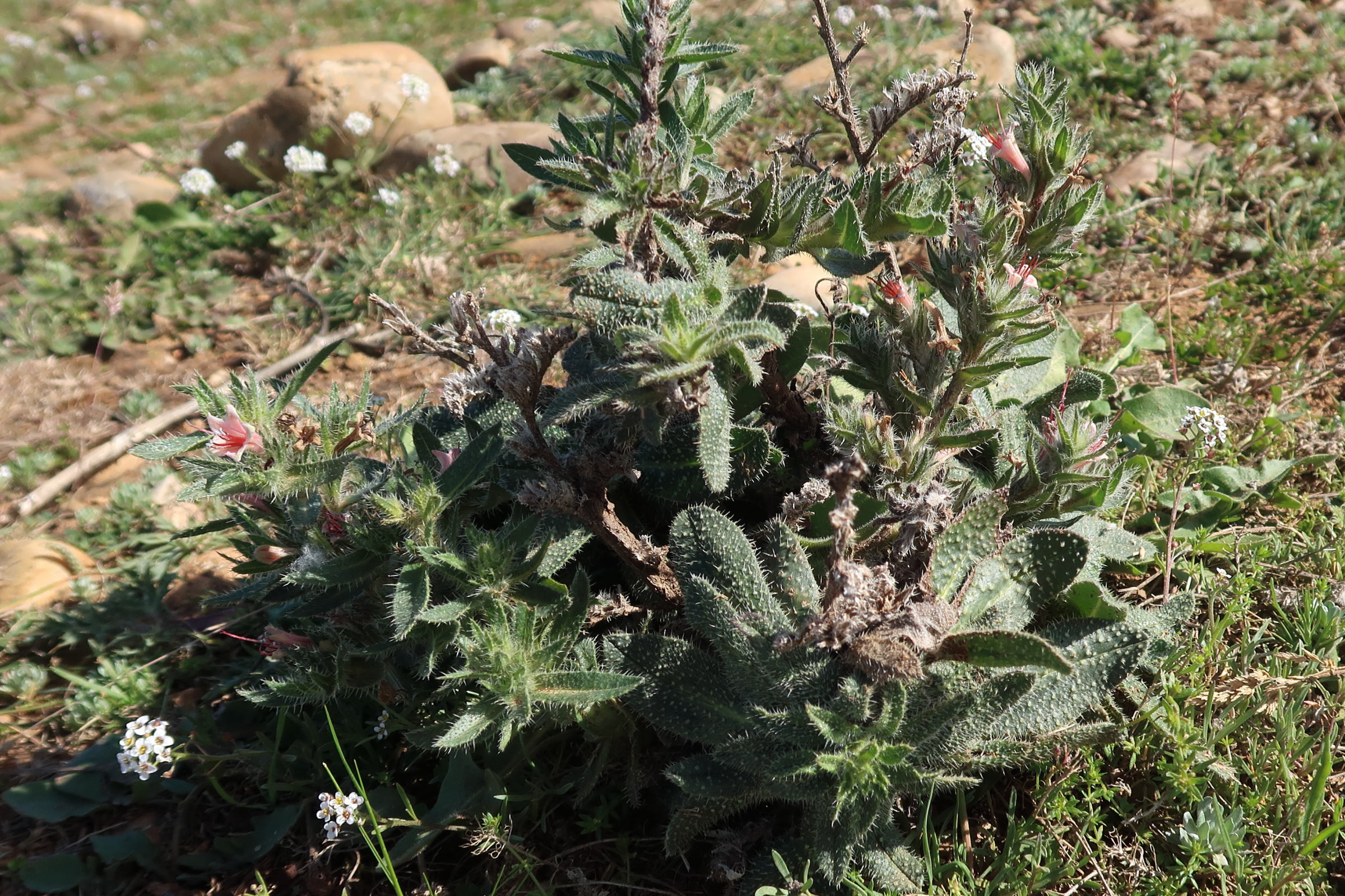 Afficher le média echium_asperirimum1md echium_asperirimum1md
