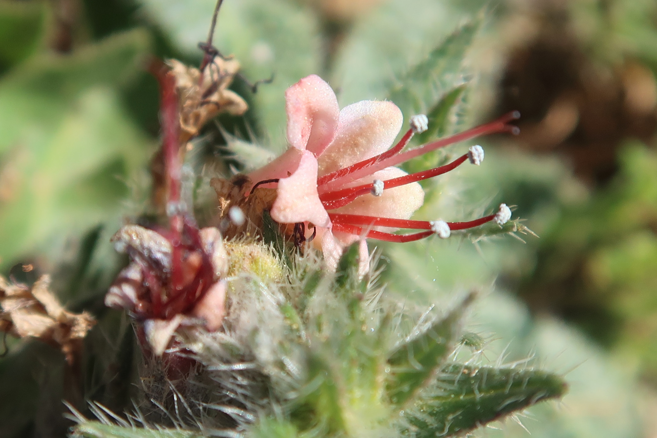 Afficher le média echium_asperirimum2md echium_asperirimum2md