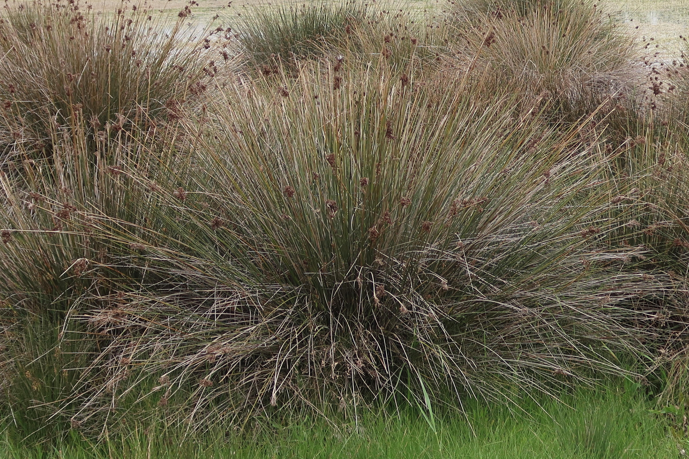 juncus_acutus3md