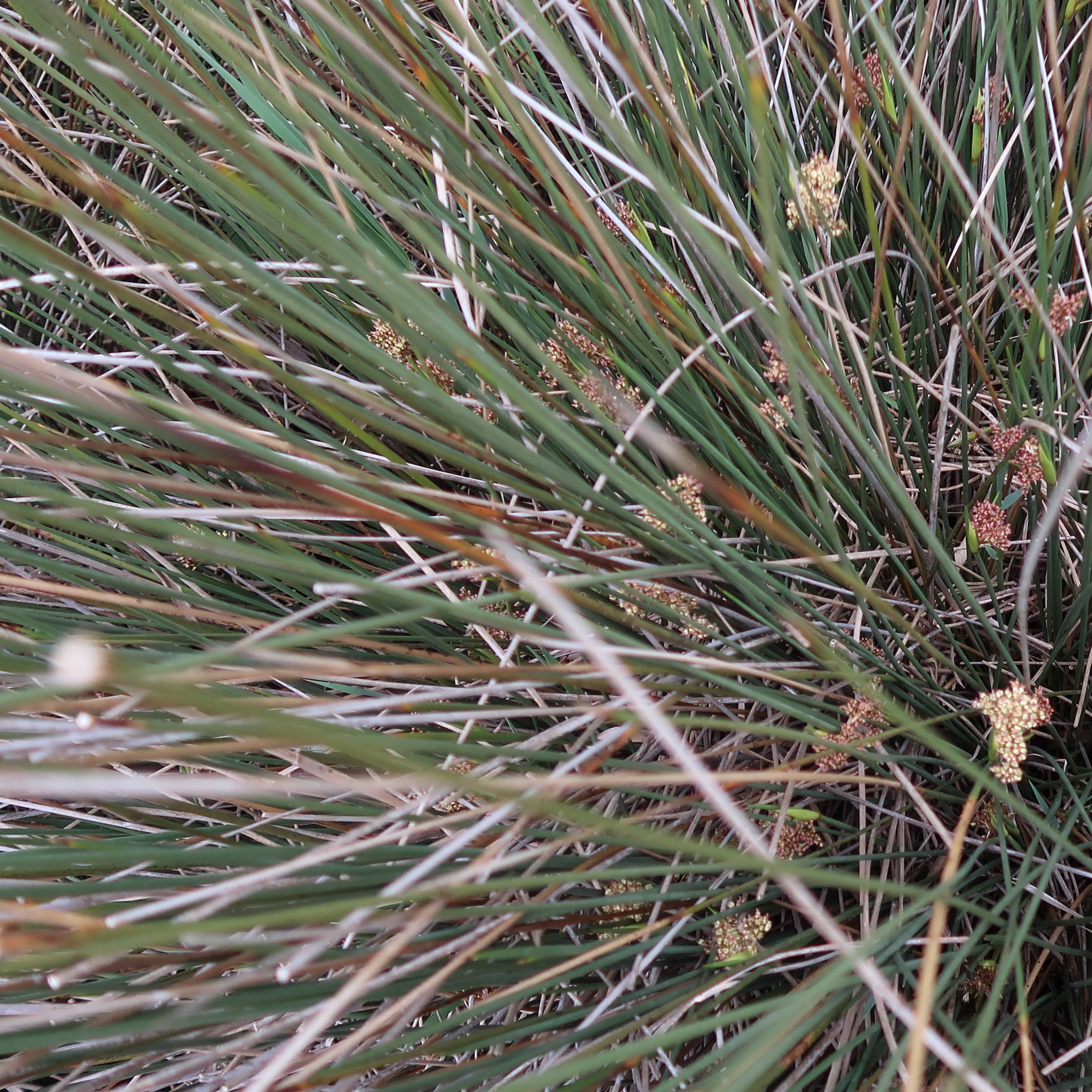 juncus_acutus6md