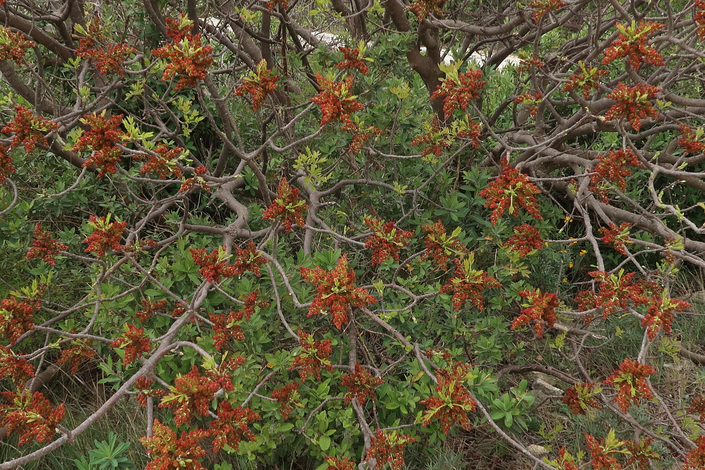 Afficher le média pistacia_terebinthus12md pistacia_terebinthus12md