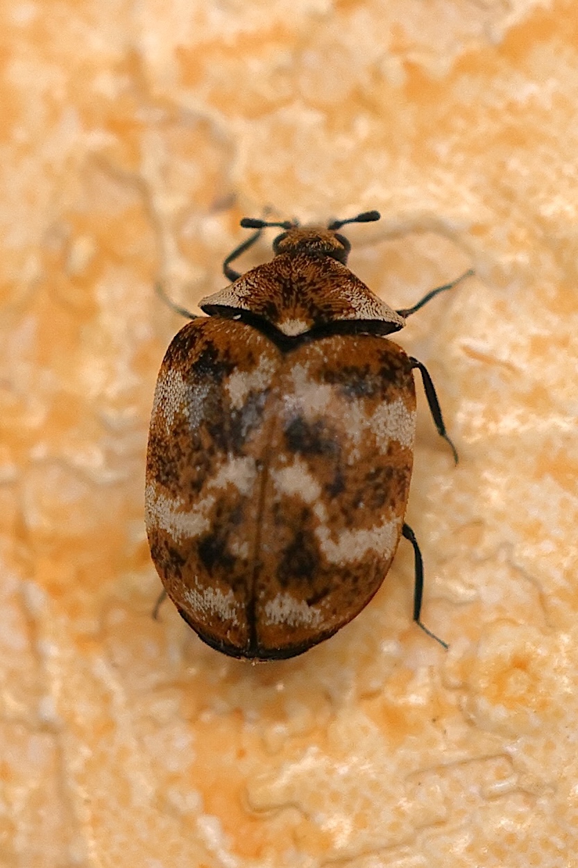 anthrenus_verbasci7md