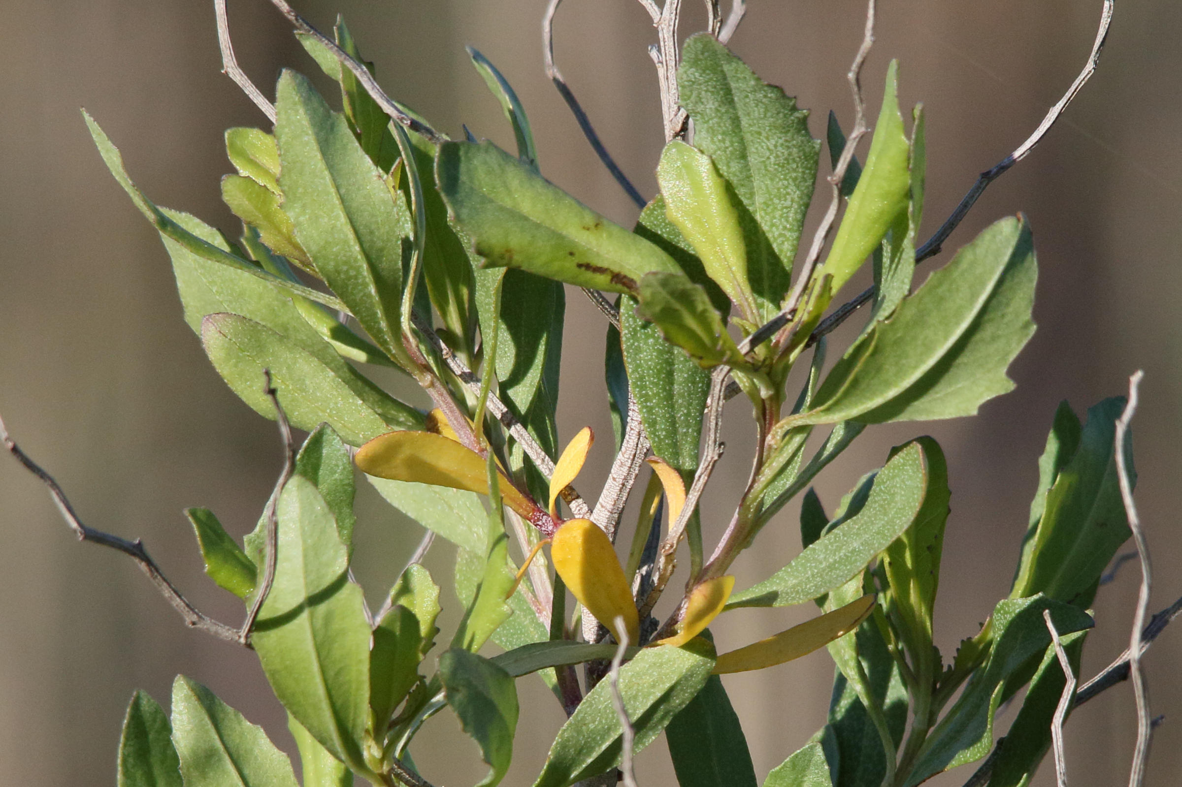 baccharis_halimifolia7md