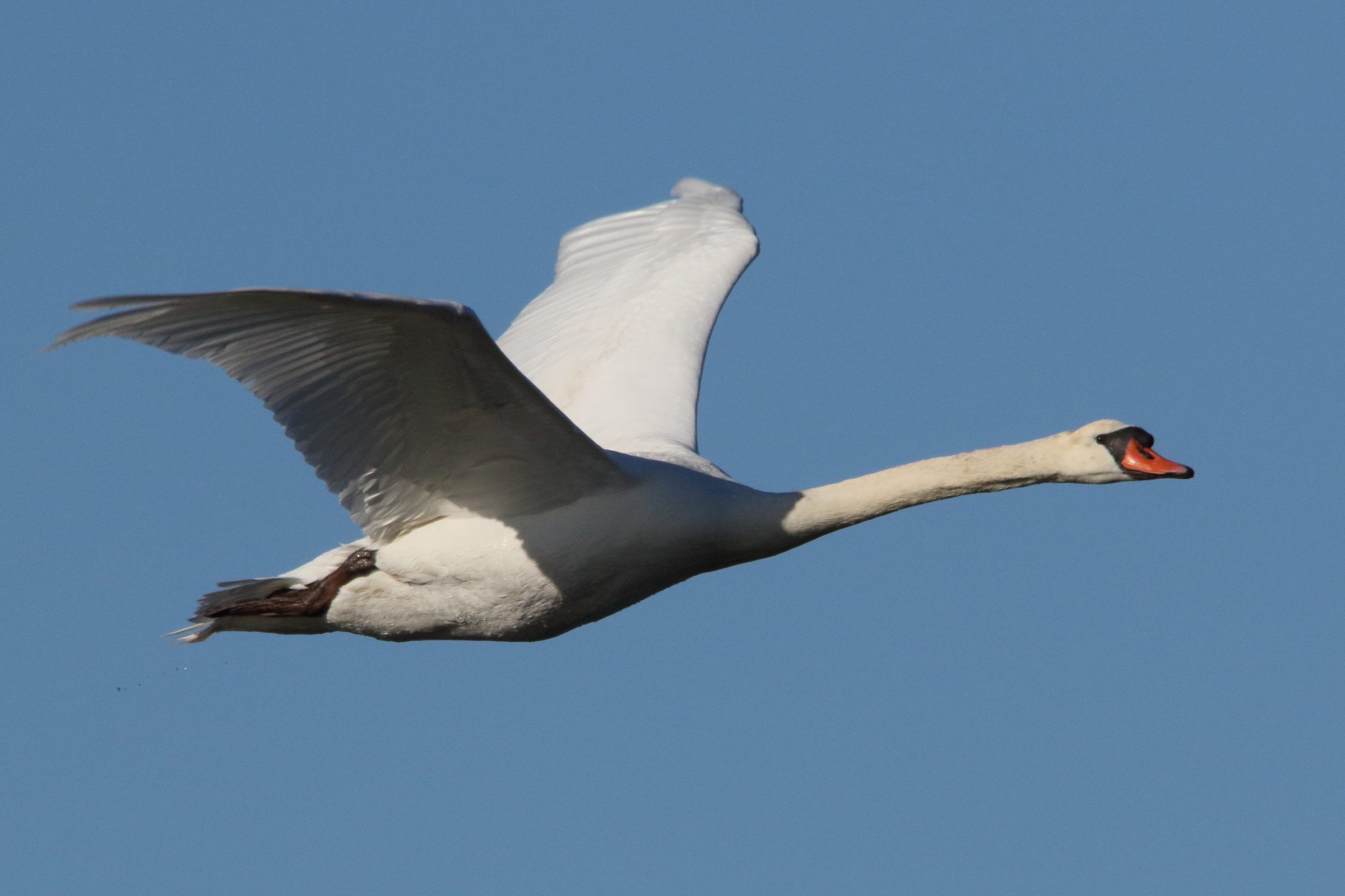 cygne_tubercule_-_cygnus_olor18md