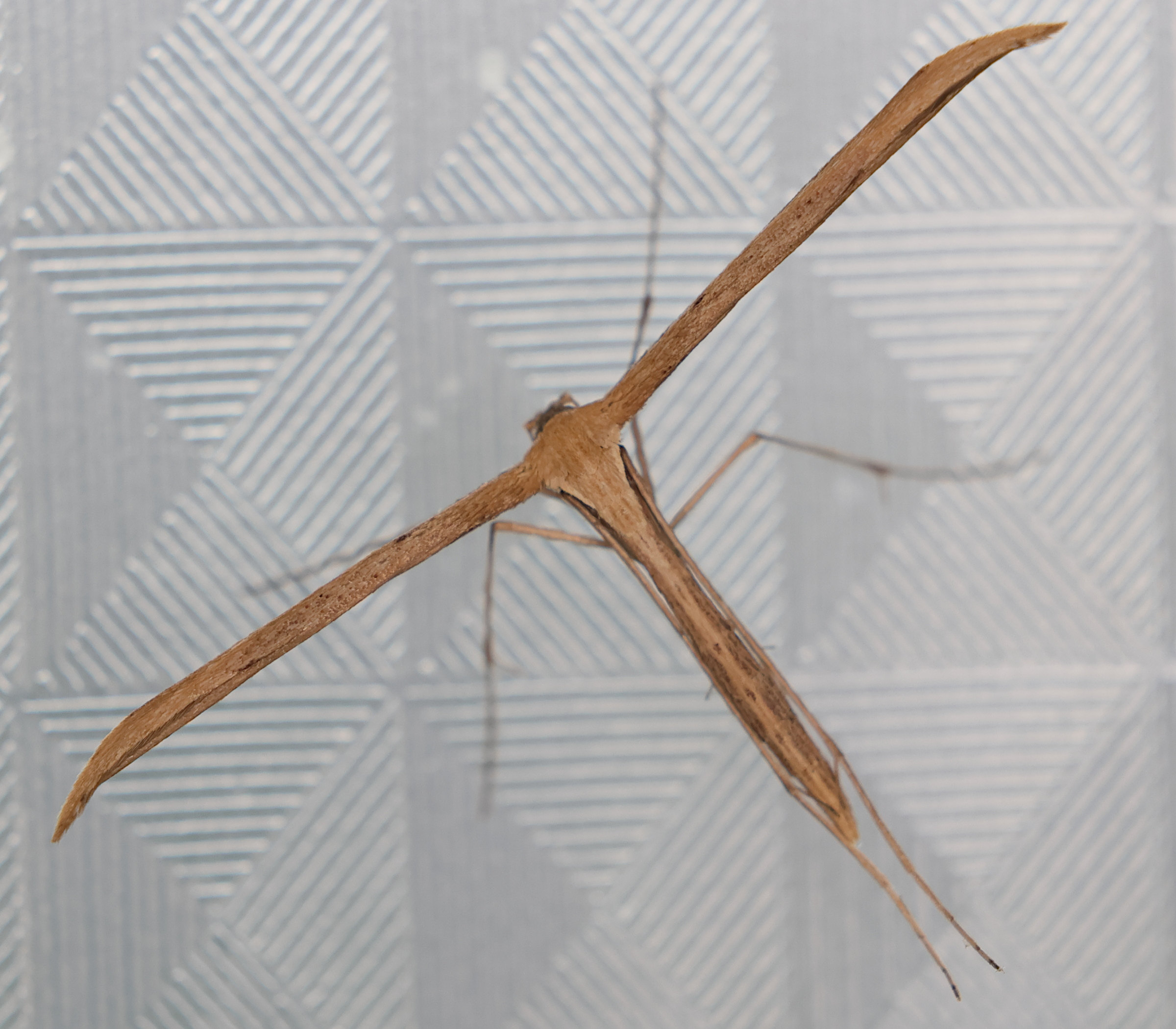 emmelina_monodactyla4md